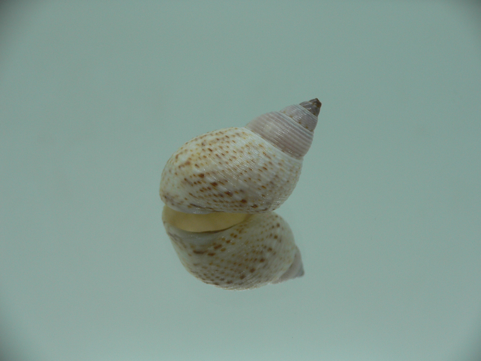 Littorinopsis lutea BIG & LIGHT