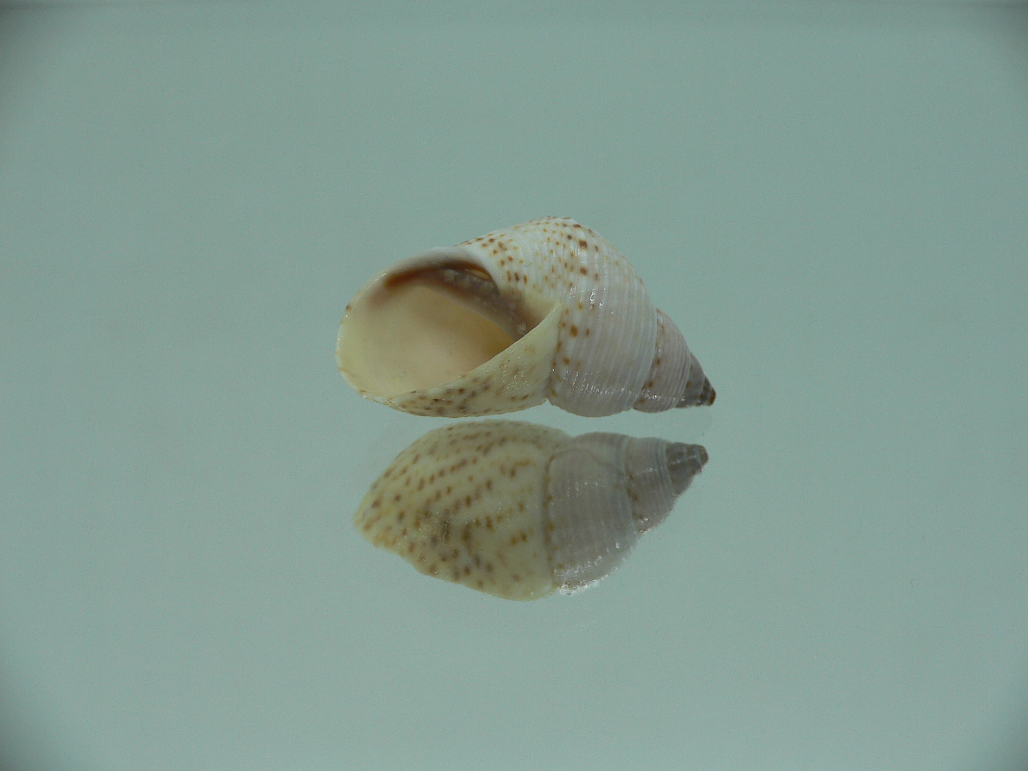 Littorinopsis lutea BIG & LIGHT
