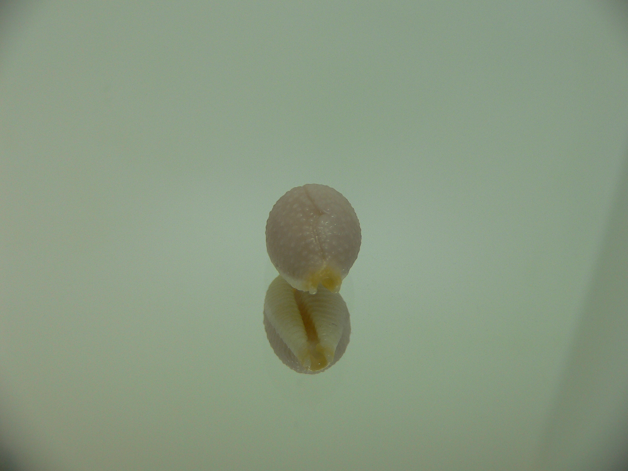 Cypraea staphylaea consobrina WIDE