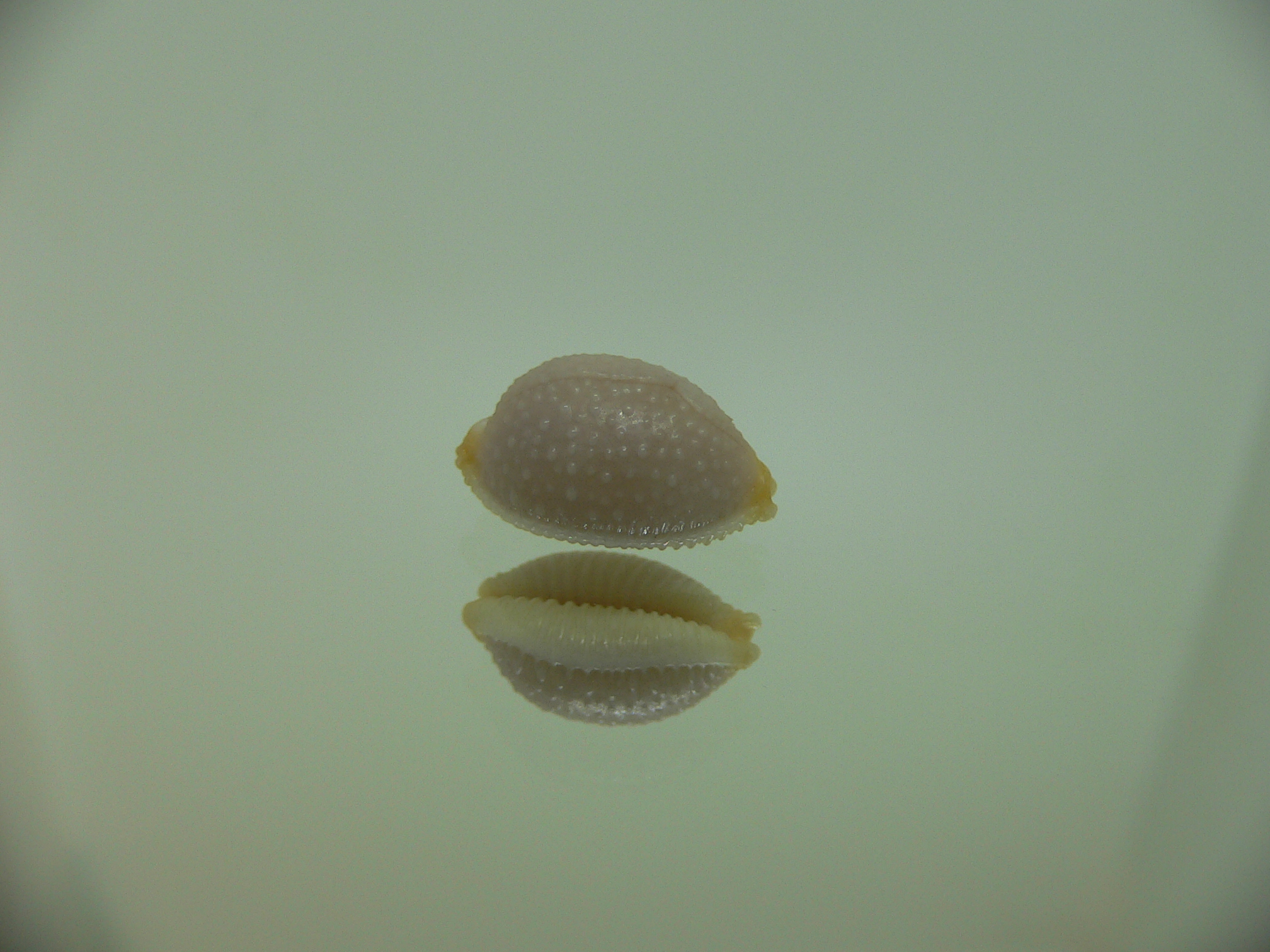 Cypraea staphylaea consobrina WIDE