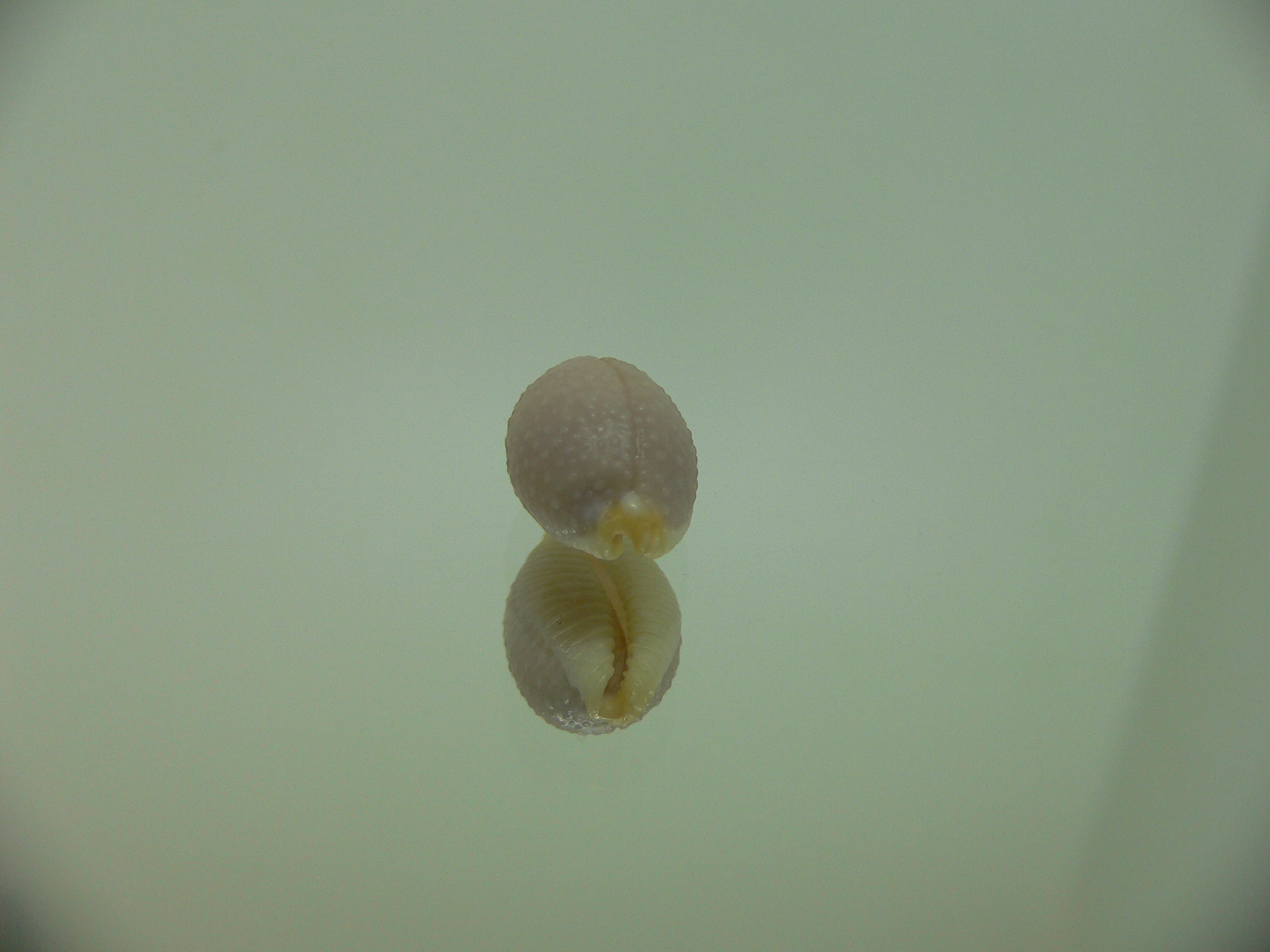 Cypraea staphylaea consobrina WIDE
