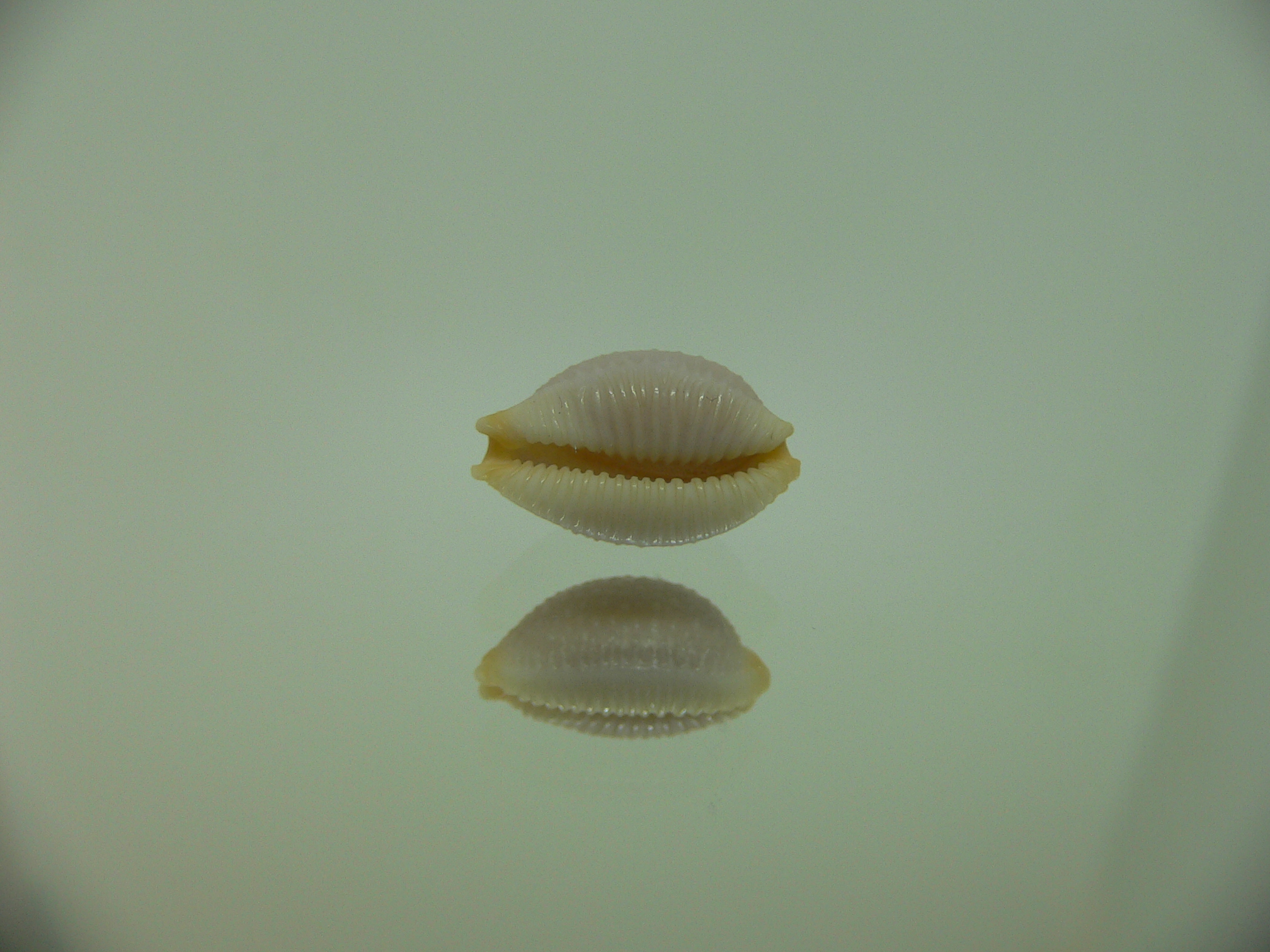 Cypraea staphylaea consobrina WIDE
