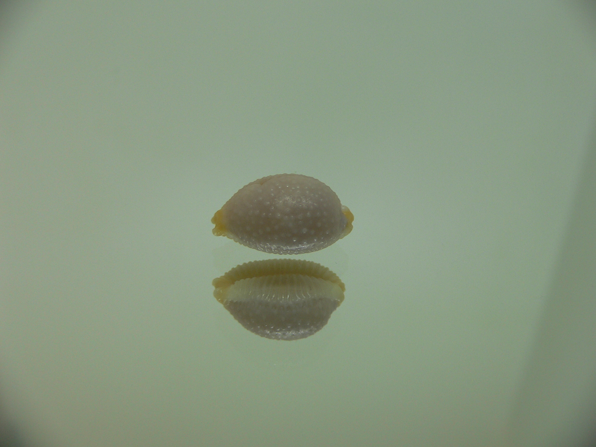Cypraea staphylaea consobrina WIDE