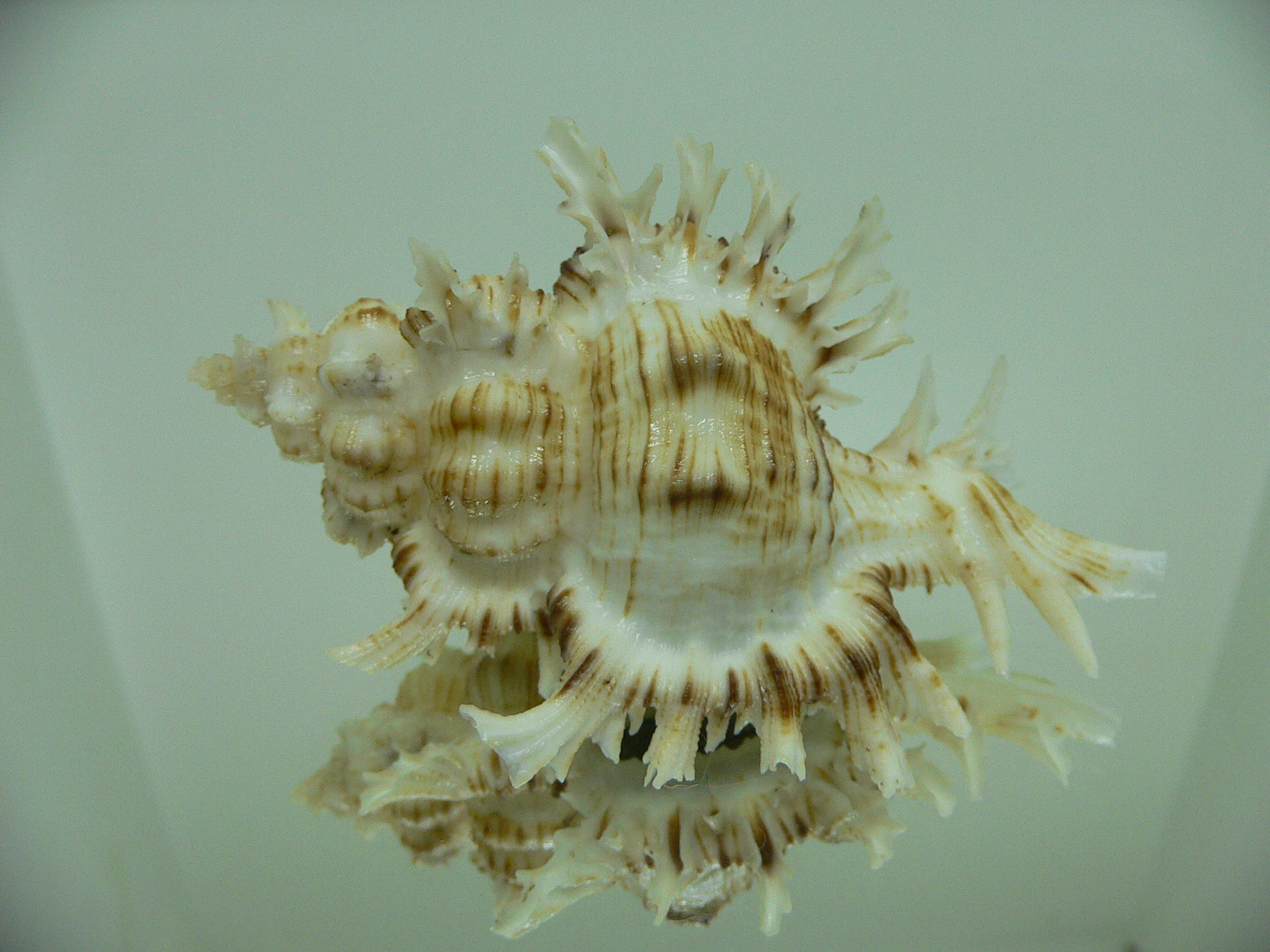 Chicoreus cnissodus BIG