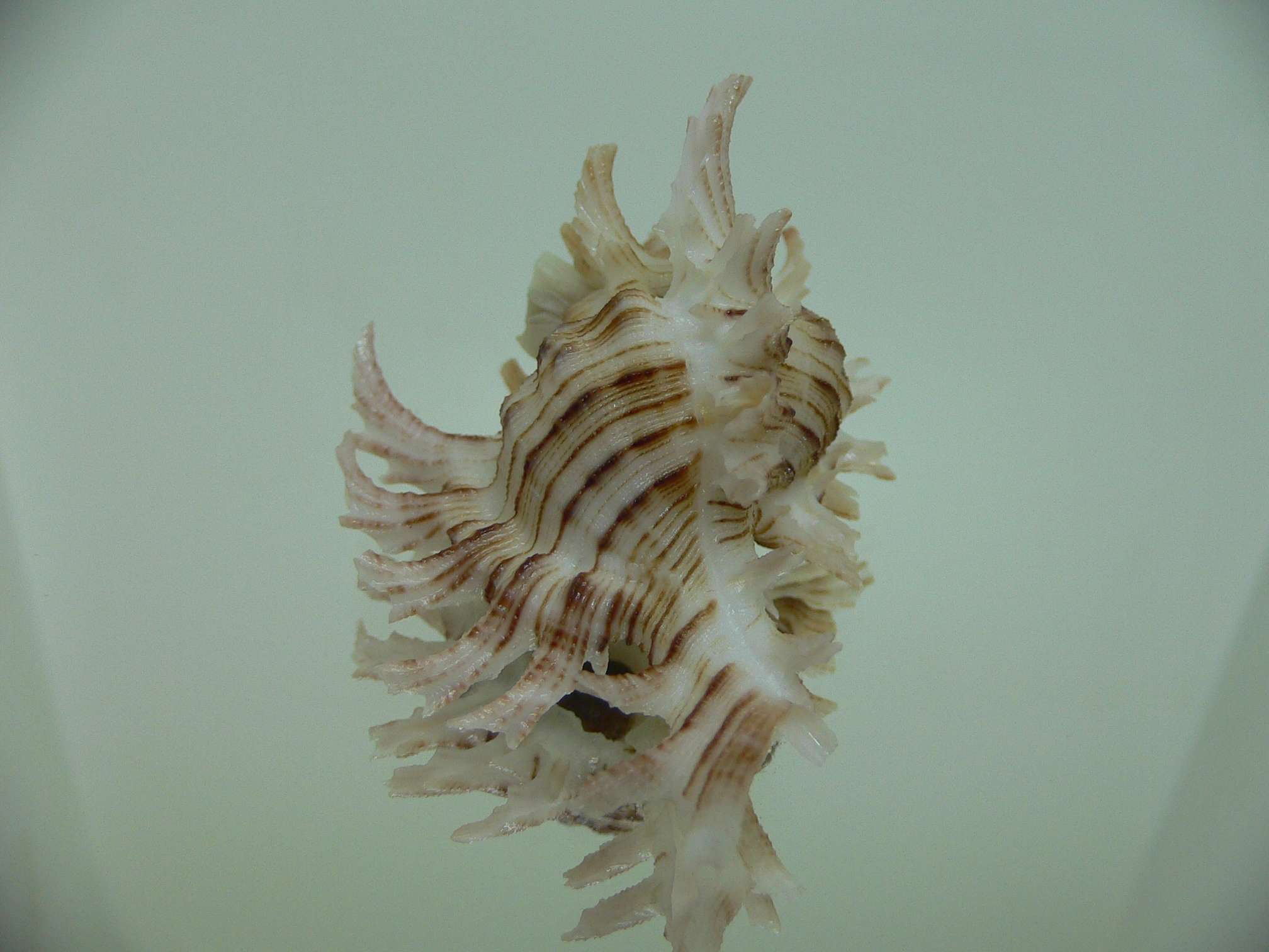 Chicoreus cnissodus LONG BRANCHES, FLOWER