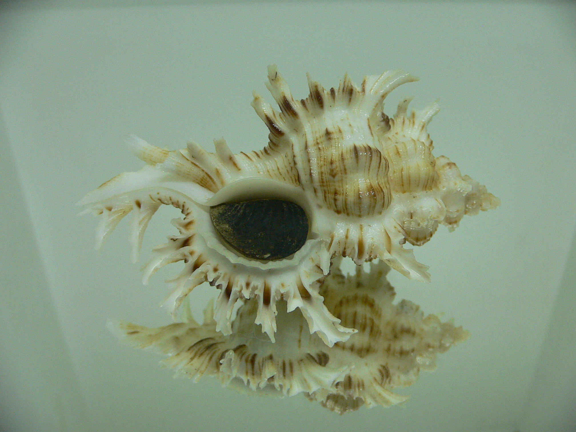 Chicoreus cnissodus BIG