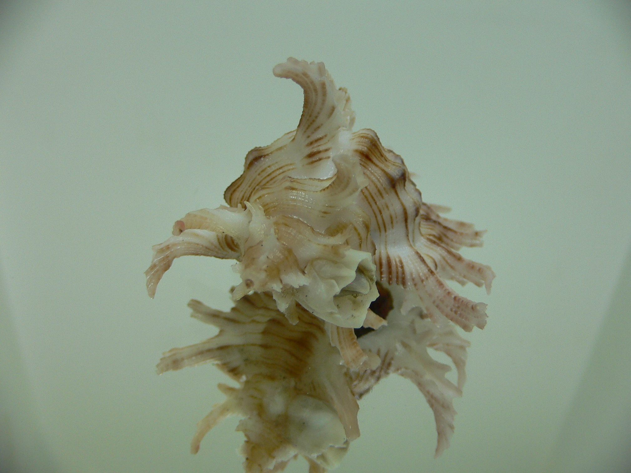Chicoreus cnissodus LONG BRANCHES, FLOWER