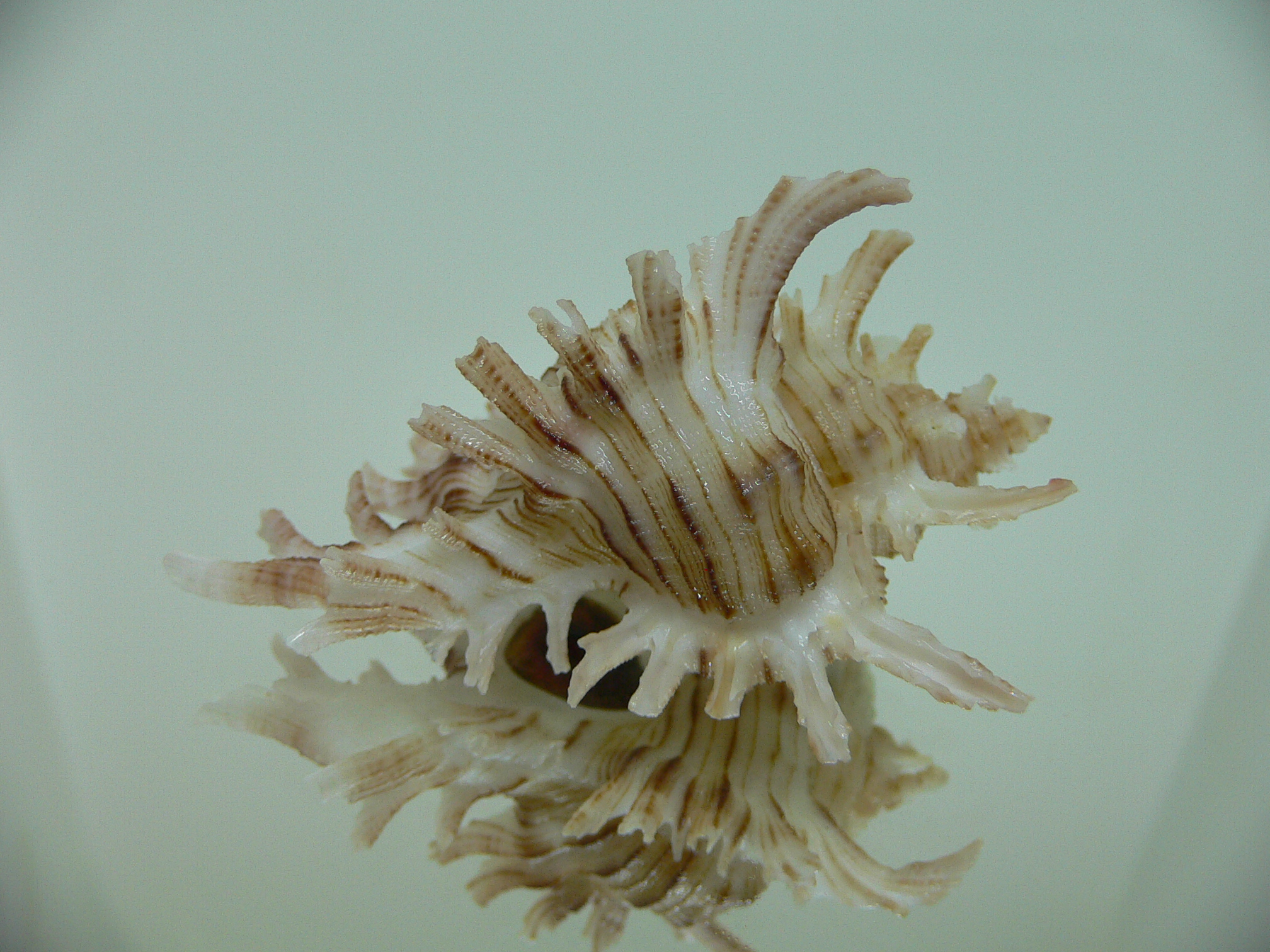 Chicoreus cnissodus LONG BRANCHES, FLOWER