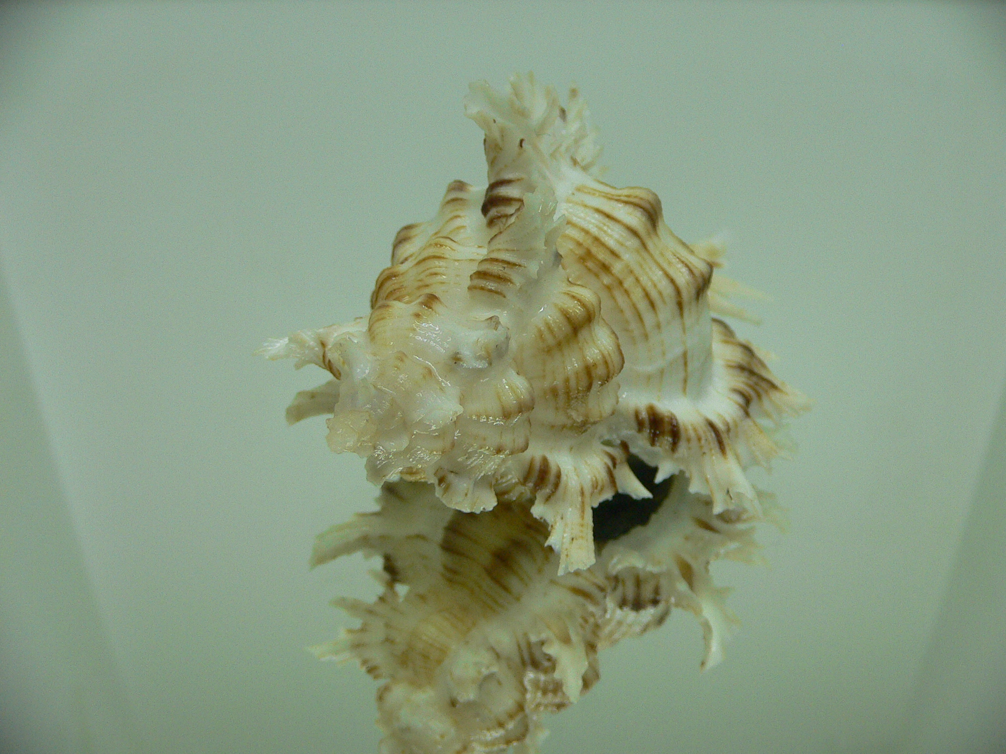 Chicoreus cnissodus BIG