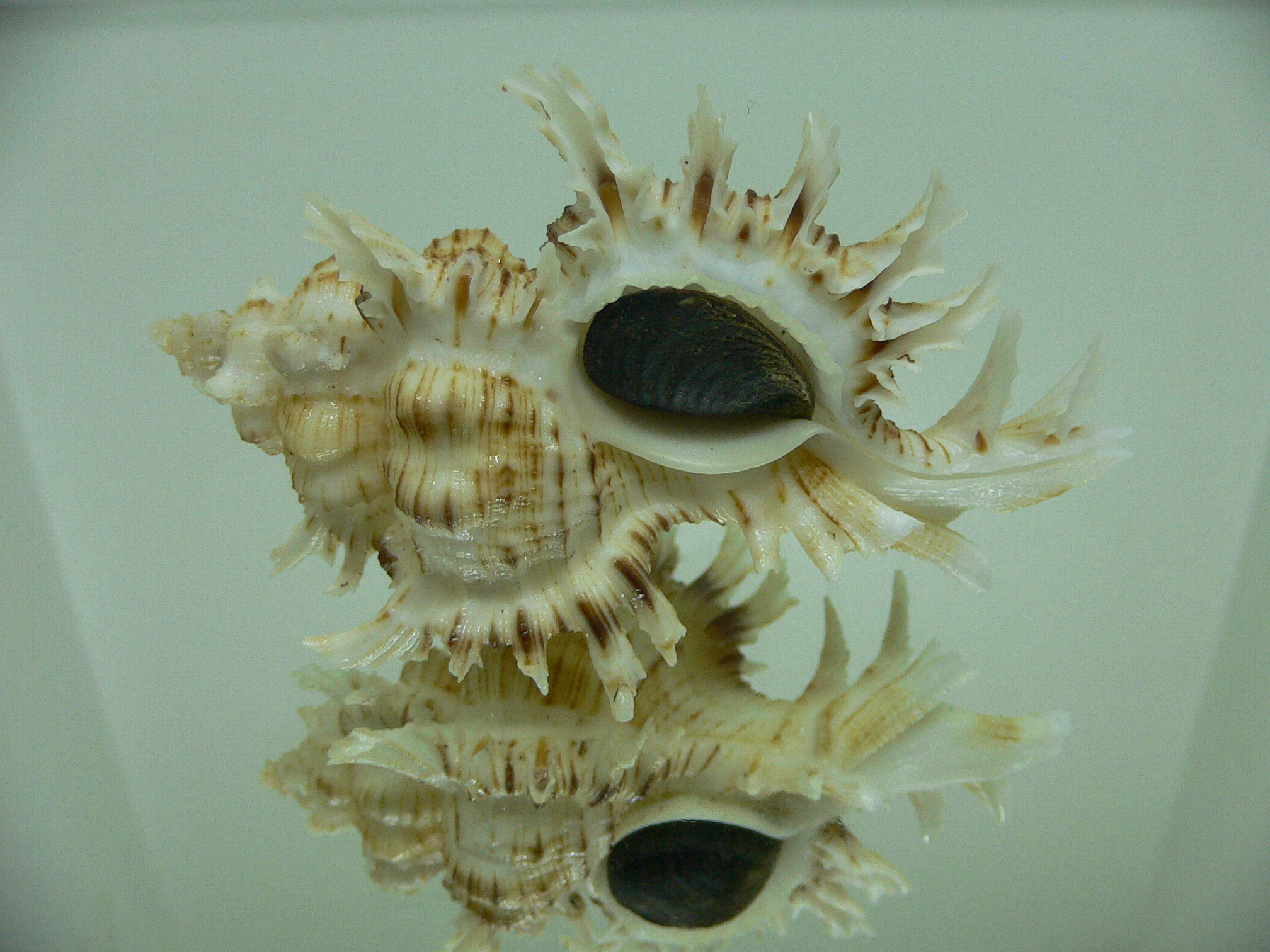 Chicoreus cnissodus BIG
