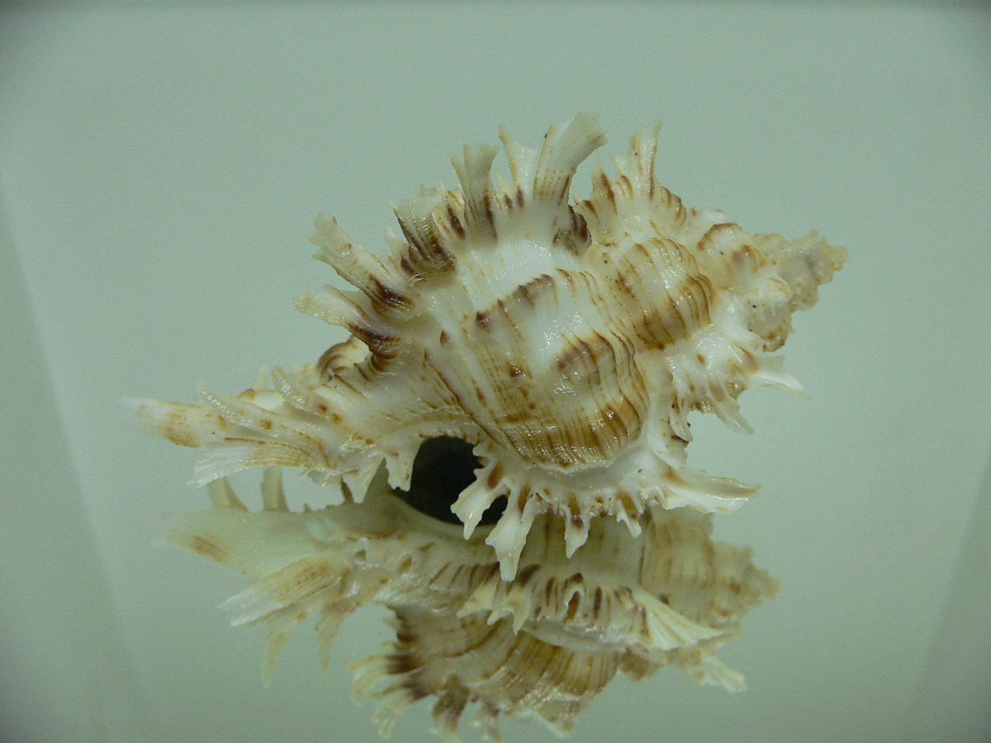 Chicoreus cnissodus BIG