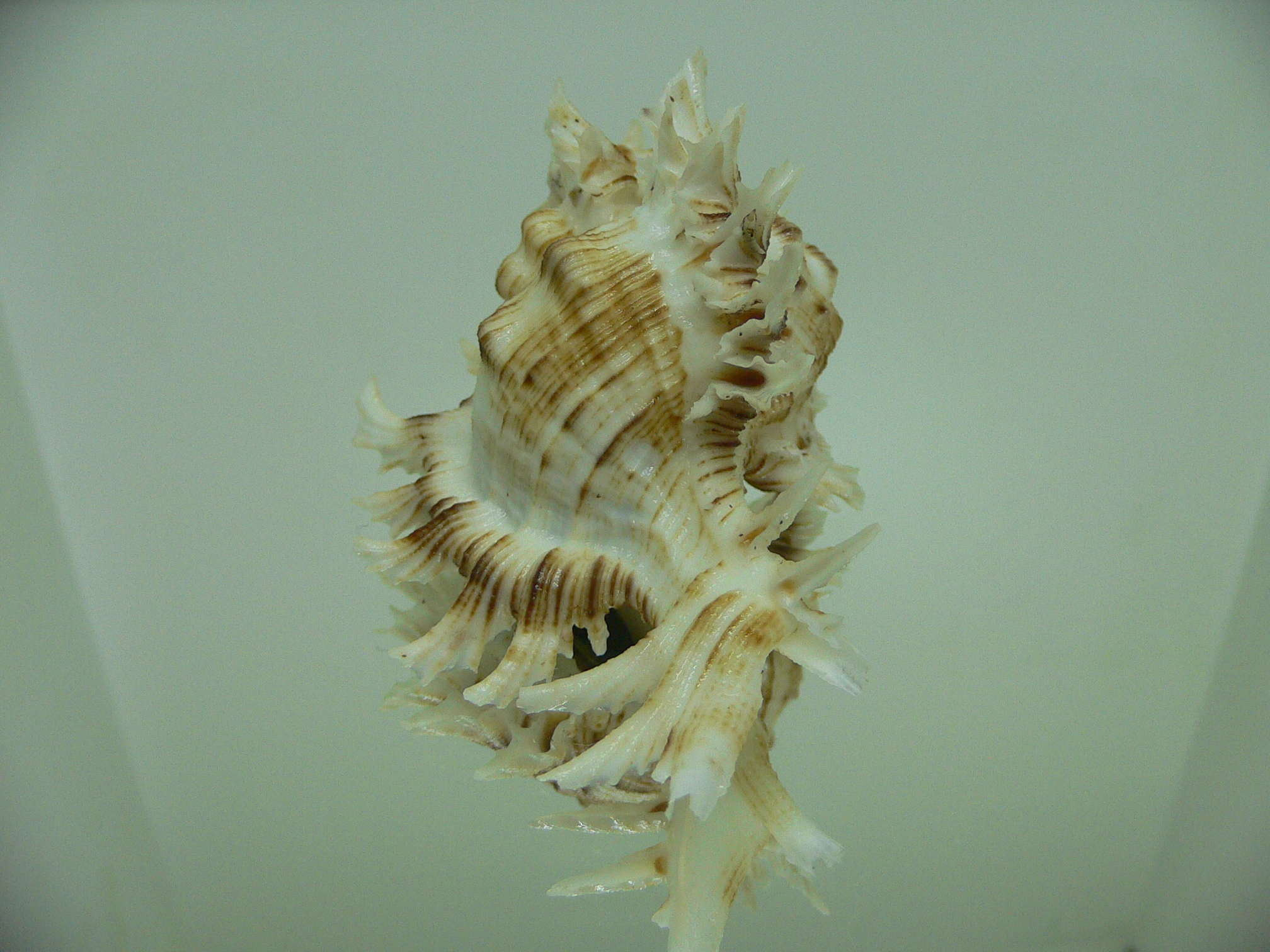 Chicoreus cnissodus BIG