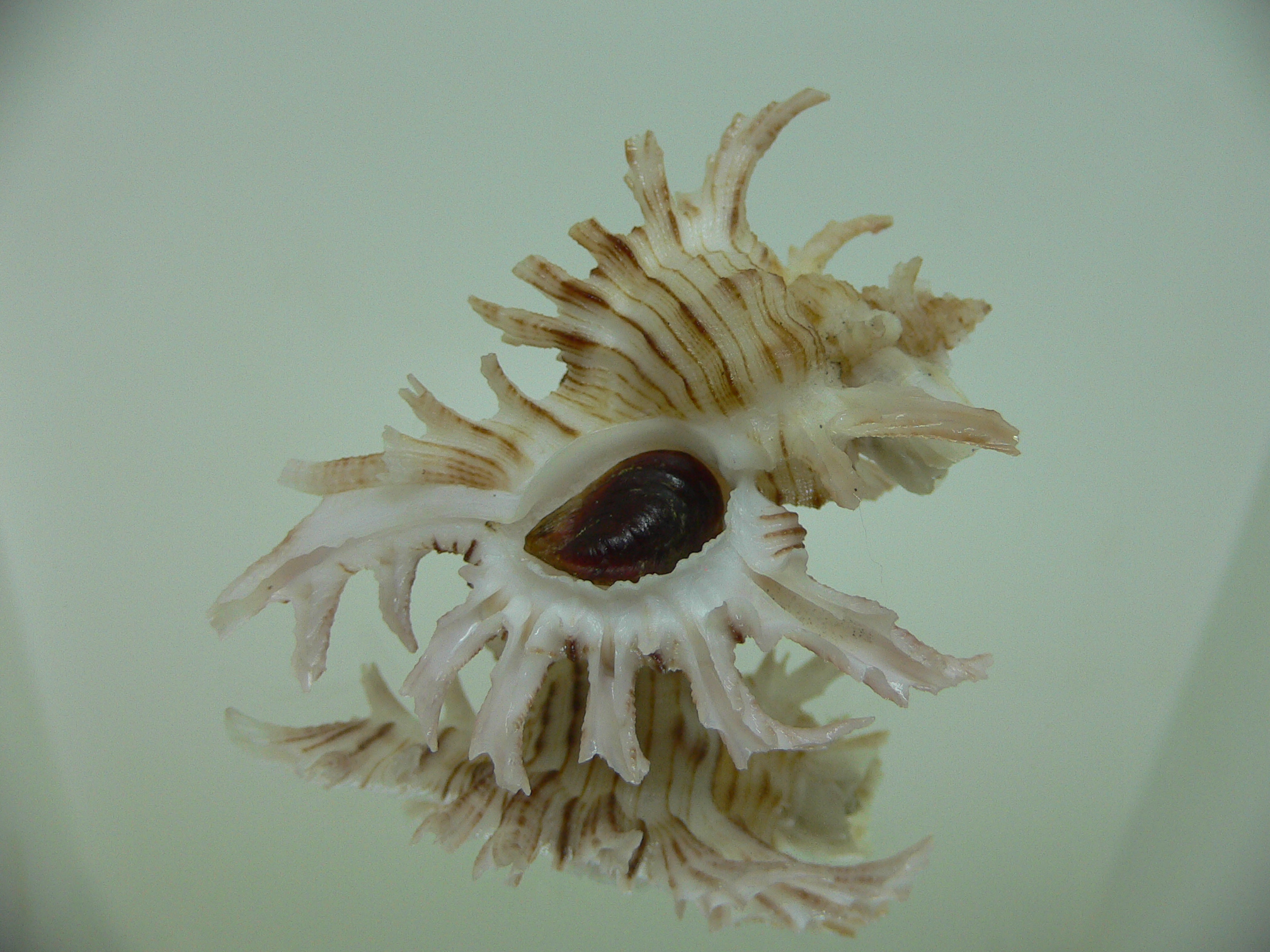 Chicoreus cnissodus LONG BRANCHES, FLOWER