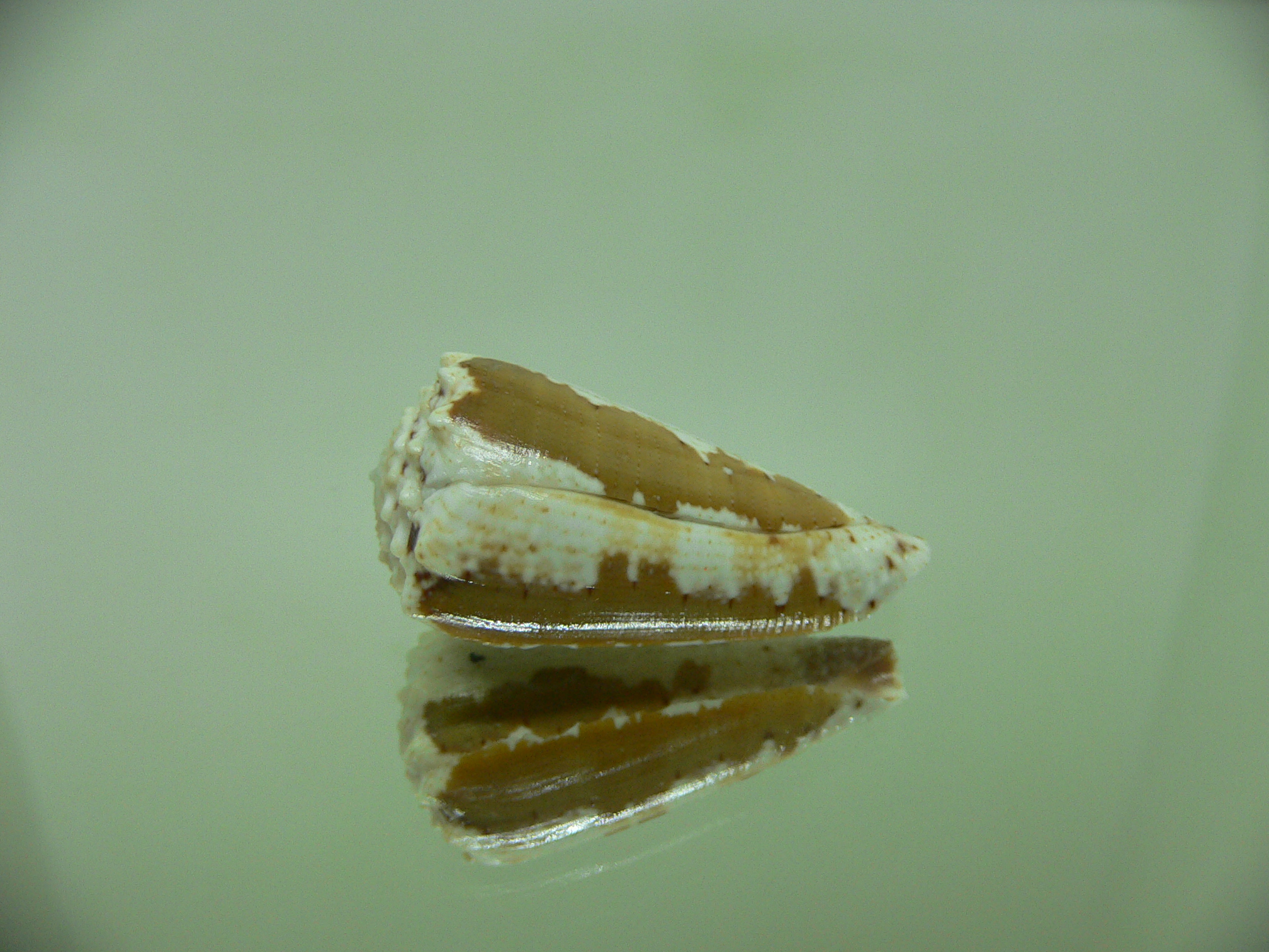 Conus imperialis fuscatus (var.) DWARF