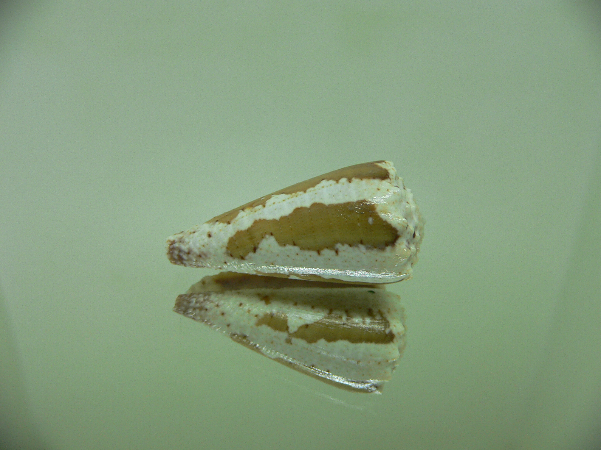 Conus imperialis fuscatus (var.) DWARF