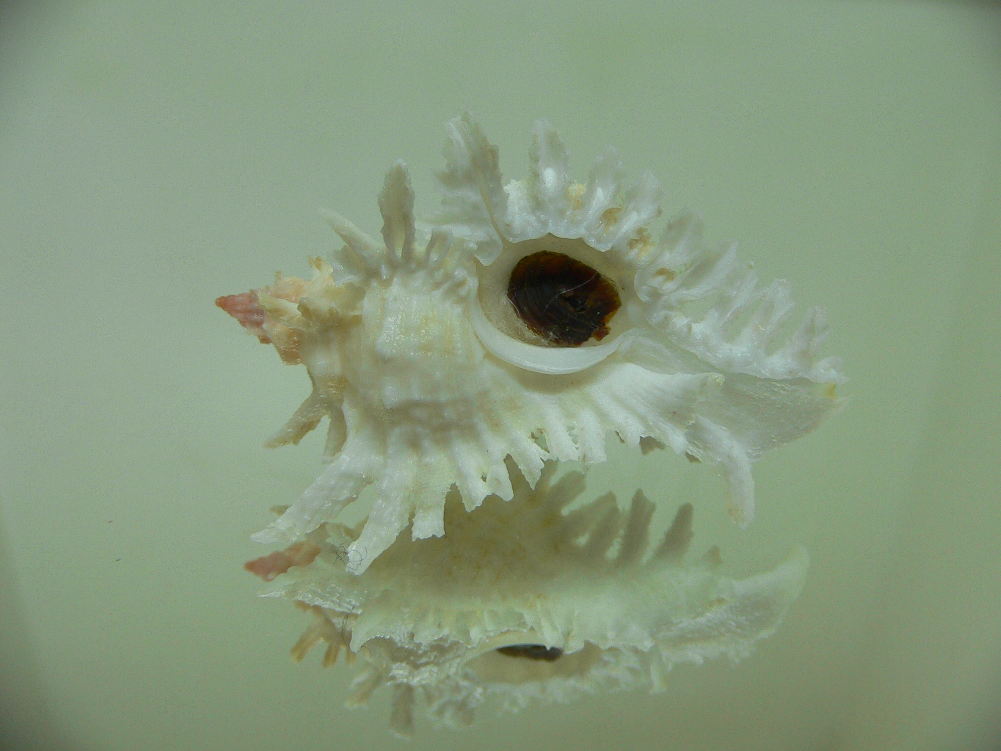 Chicoreus florifer