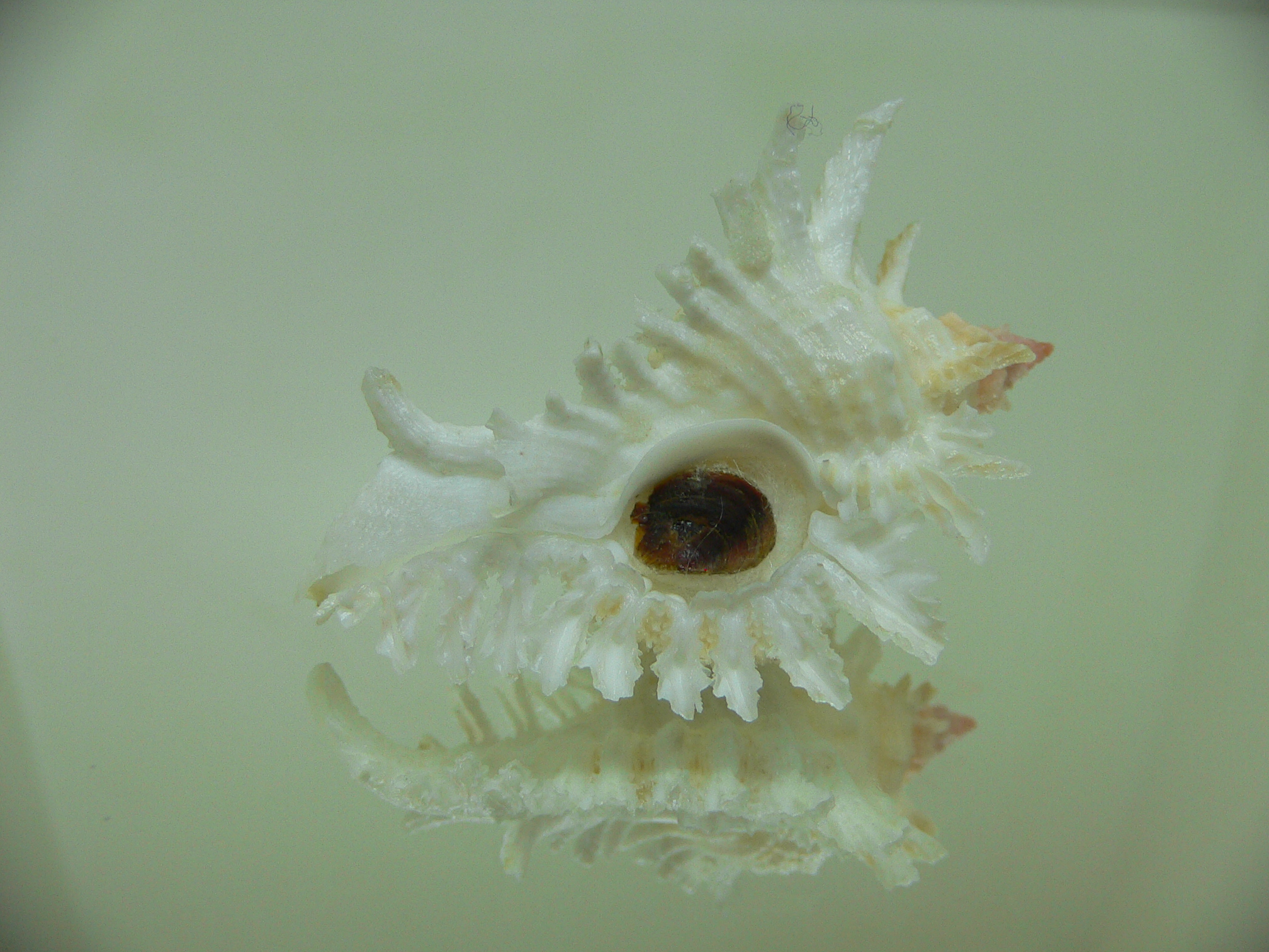 Chicoreus florifer