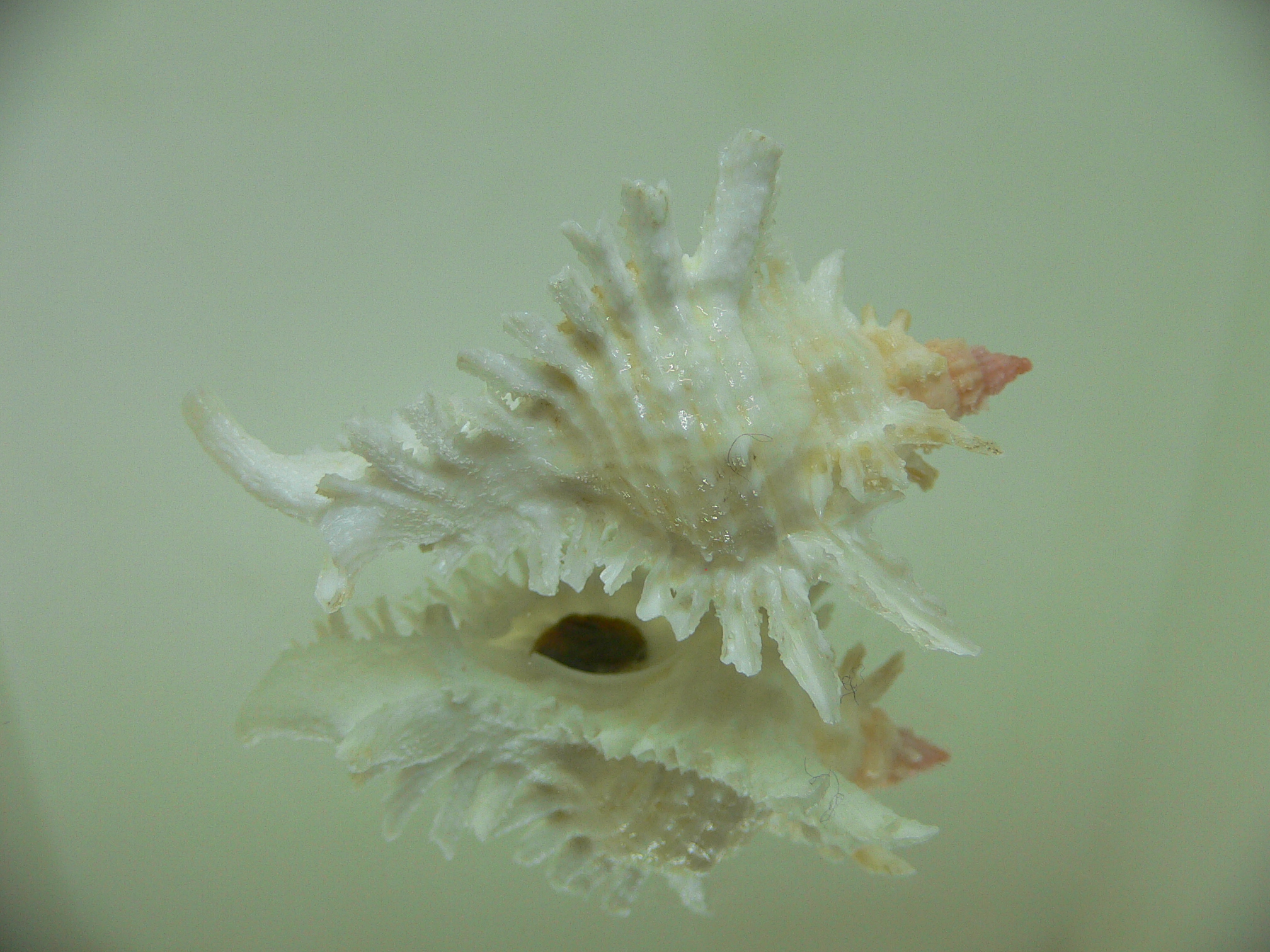 Chicoreus florifer