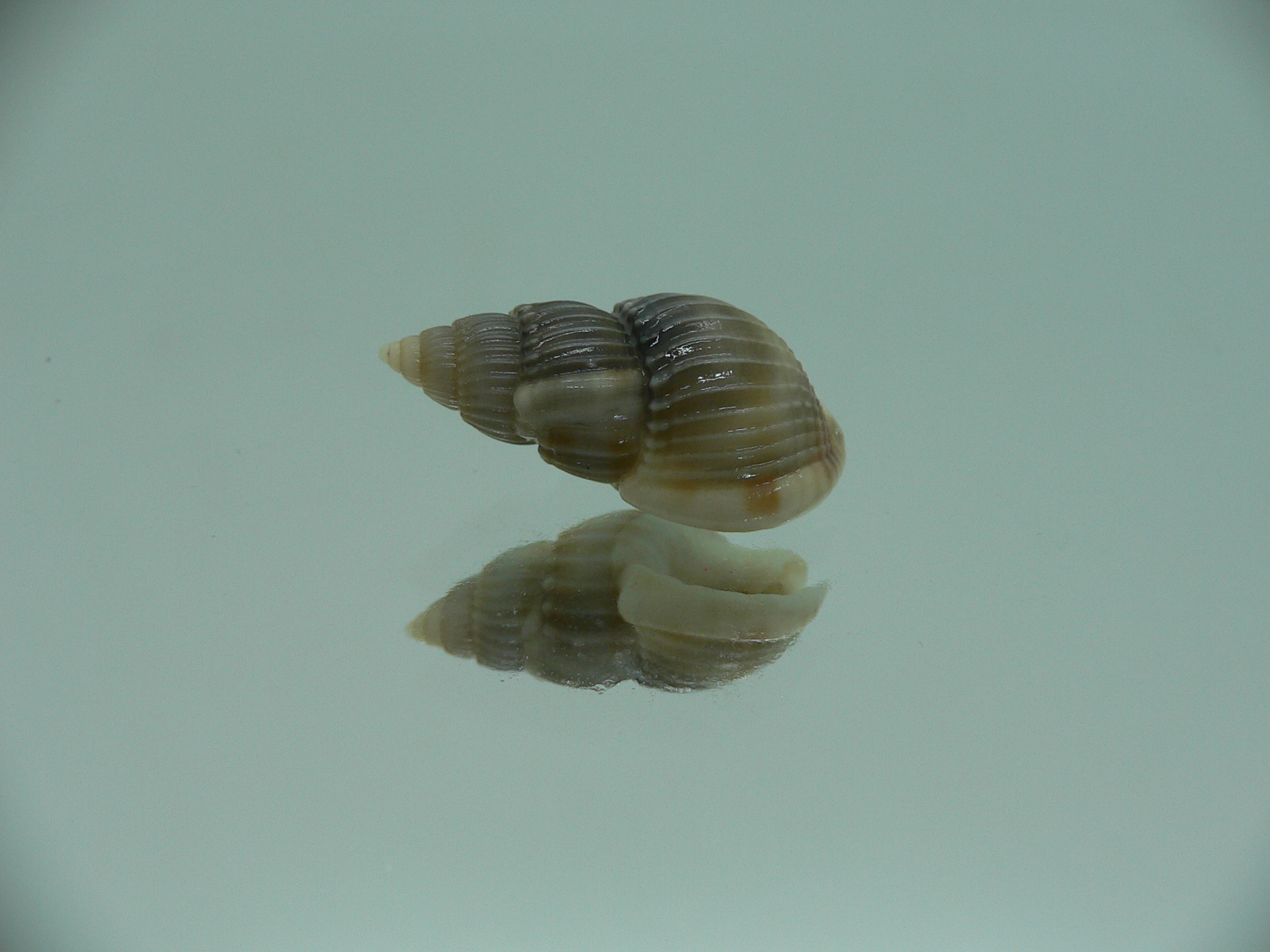 Nassarius fuscolineatus IDEAL & DARK