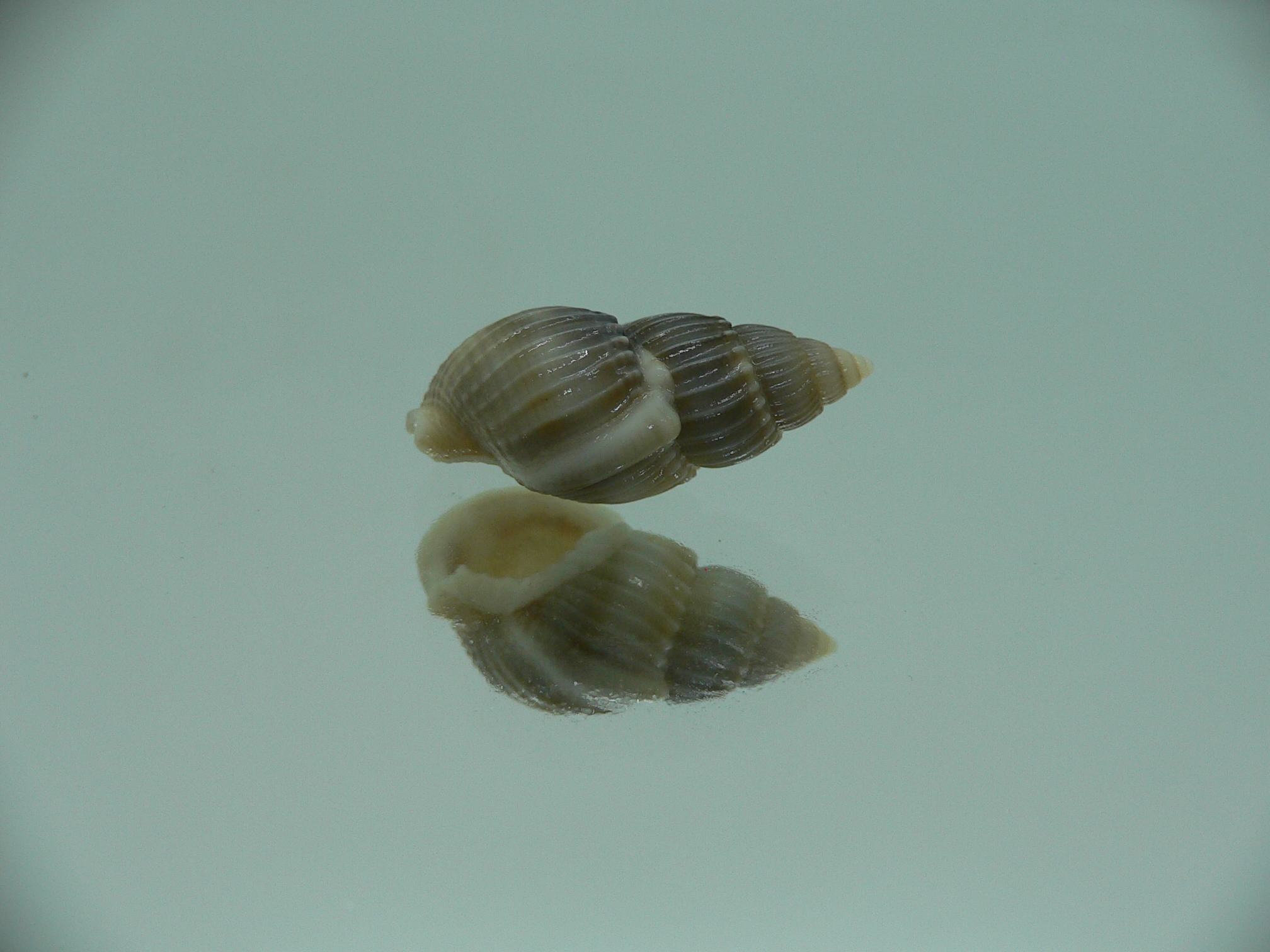Nassarius fuscolineatus IDEAL & DARK