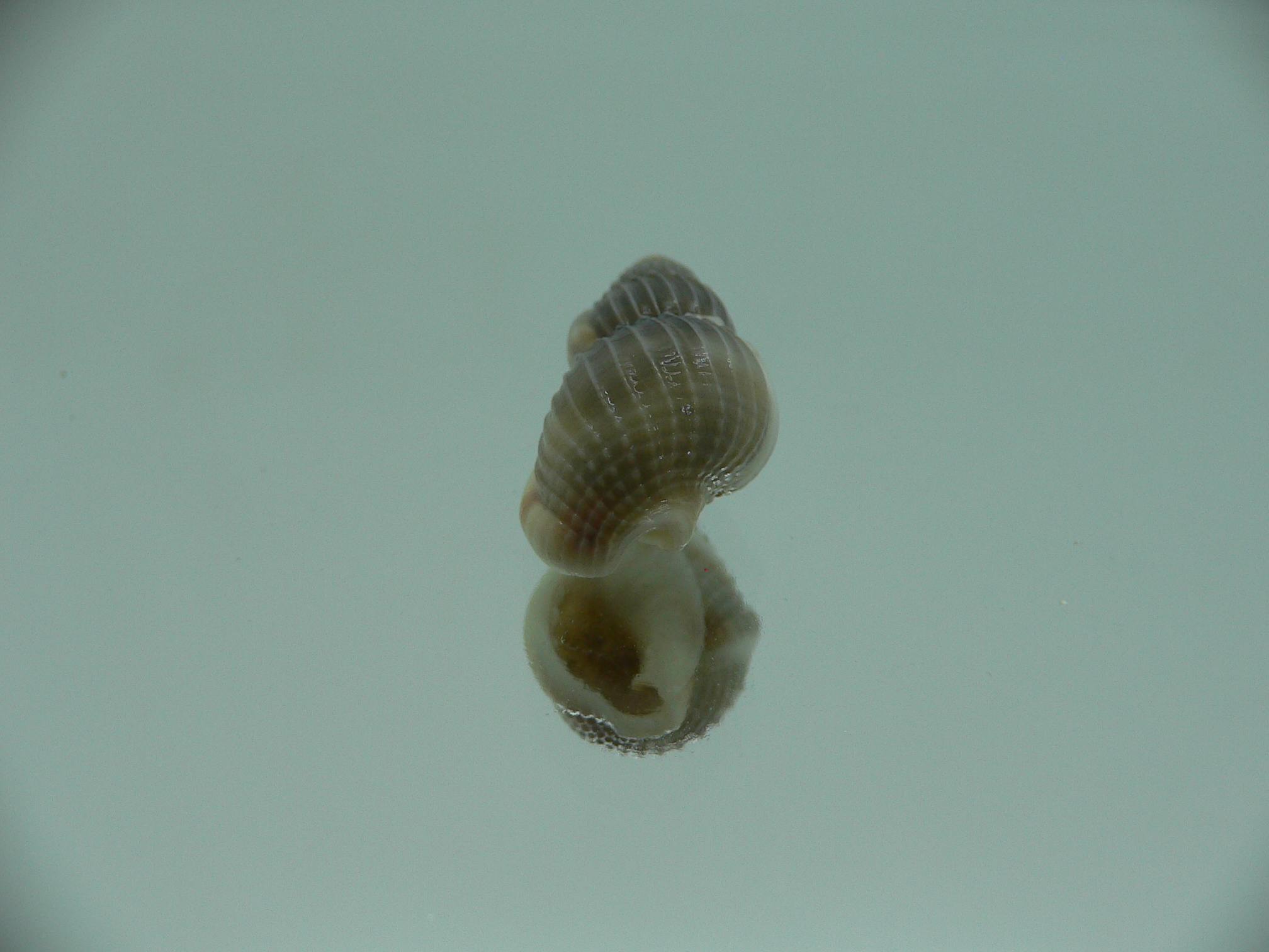 Nassarius fuscolineatus IDEAL & DARK