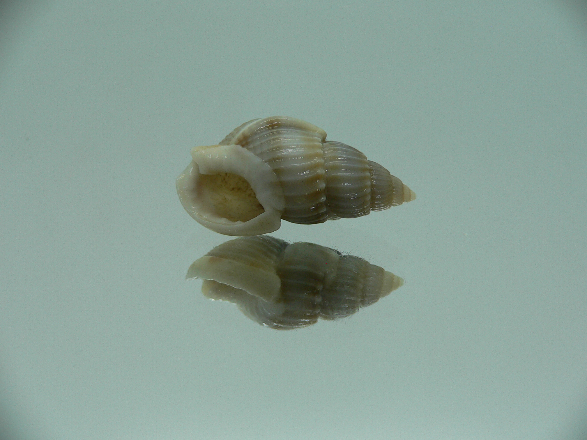 Nassarius fuscolineatus IDEAL & DARK