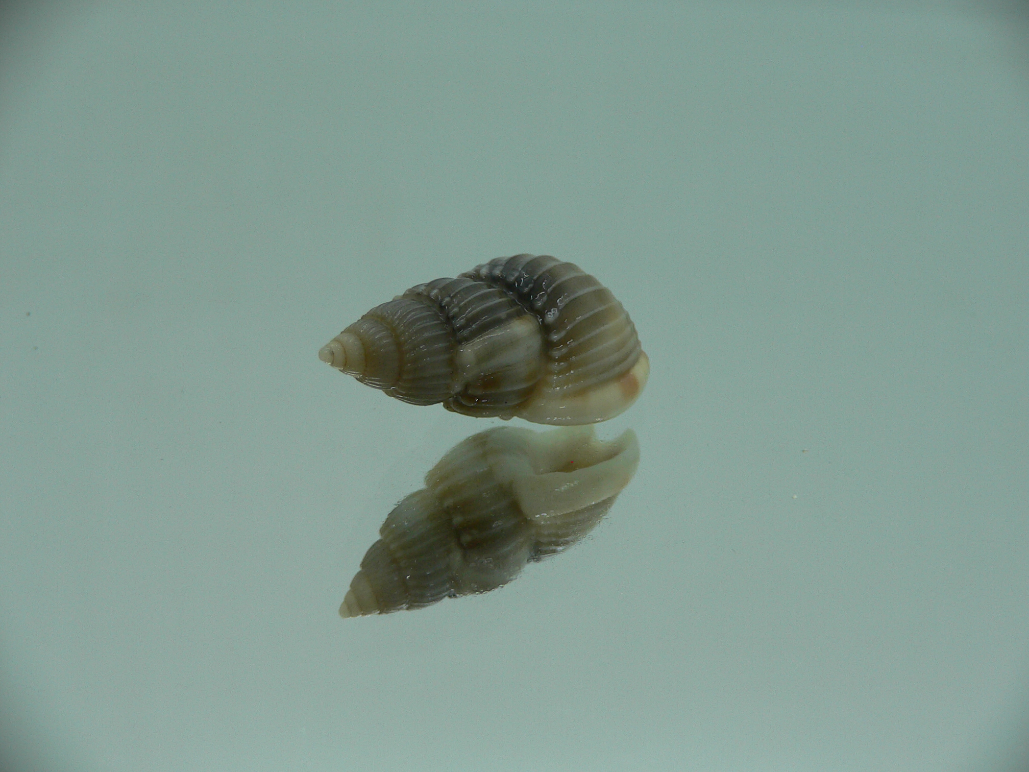 Nassarius fuscolineatus IDEAL & DARK