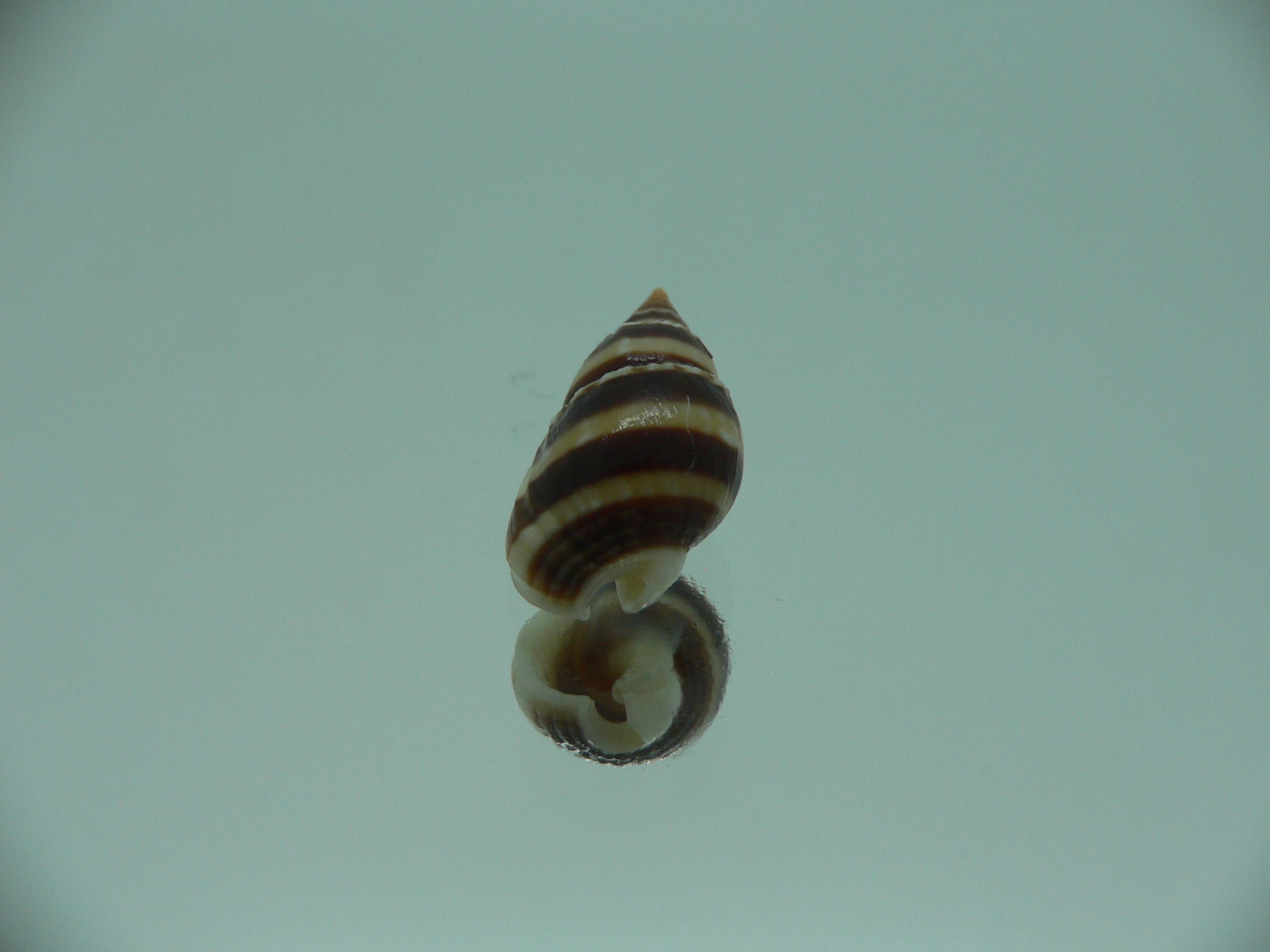 Nassarius reeveanus zonalis (var.)