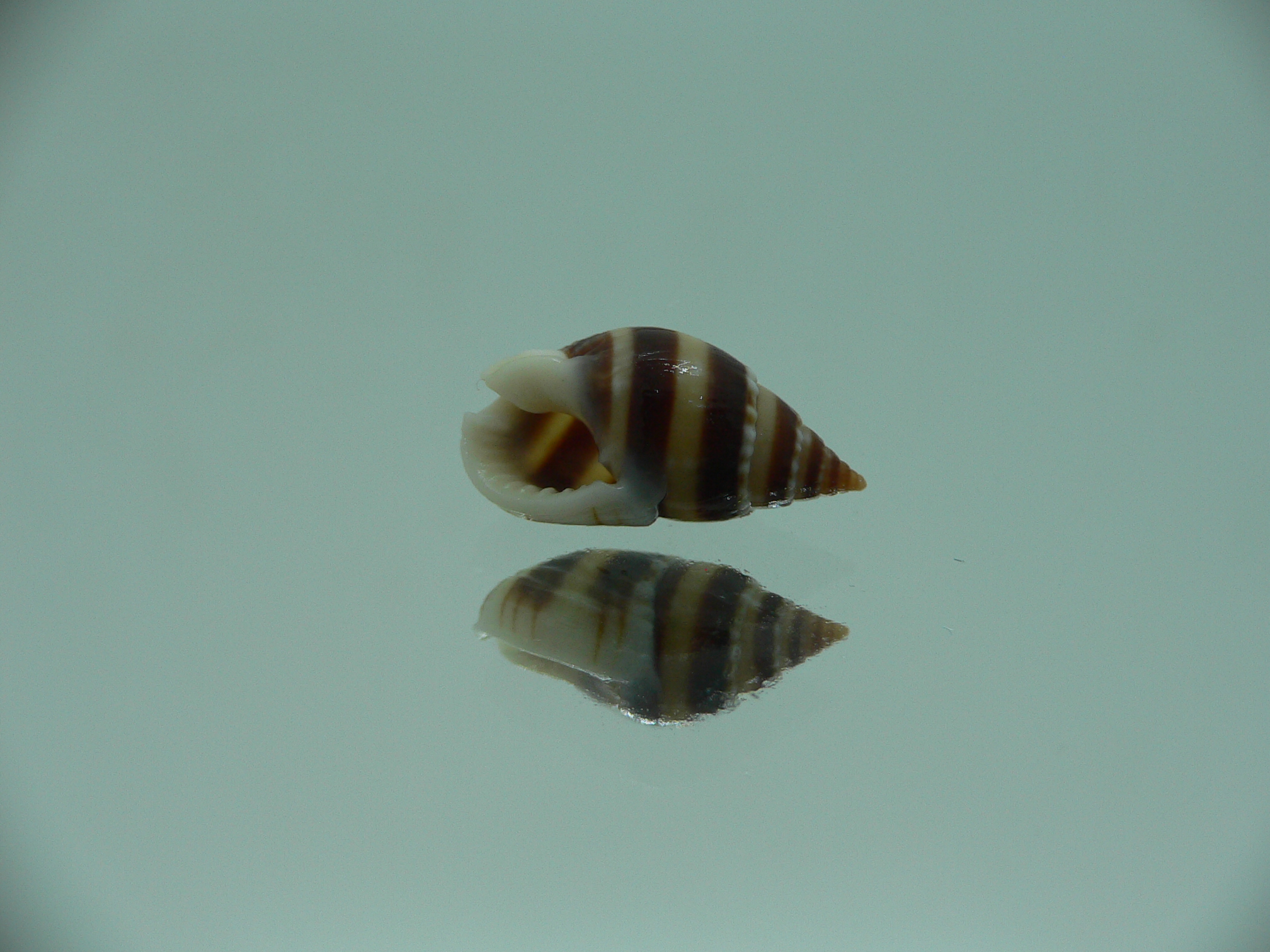 Nassarius reeveanus zonalis (var.)