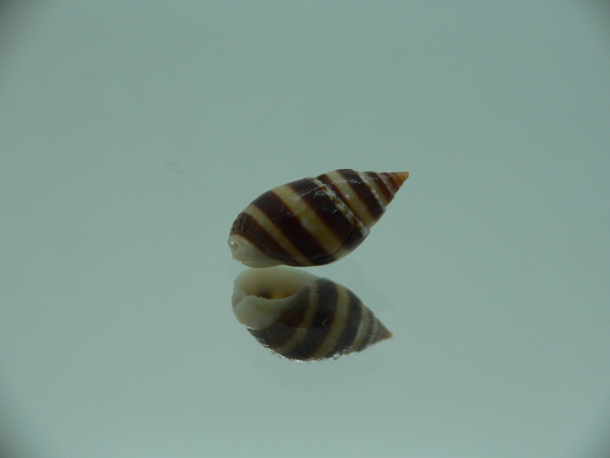 Nassarius reeveanus zonalis (var.)