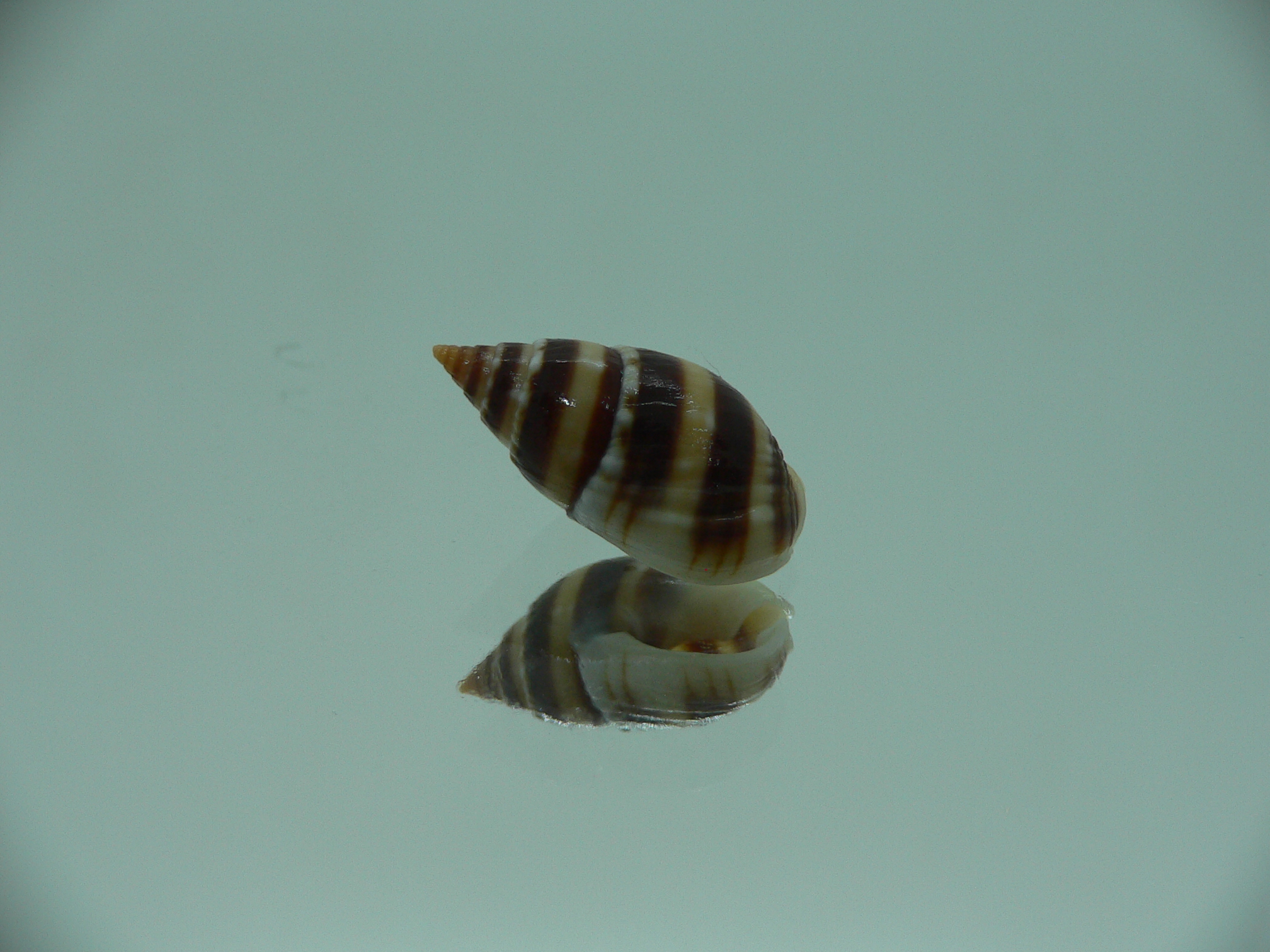 Nassarius reeveanus zonalis (var.)
