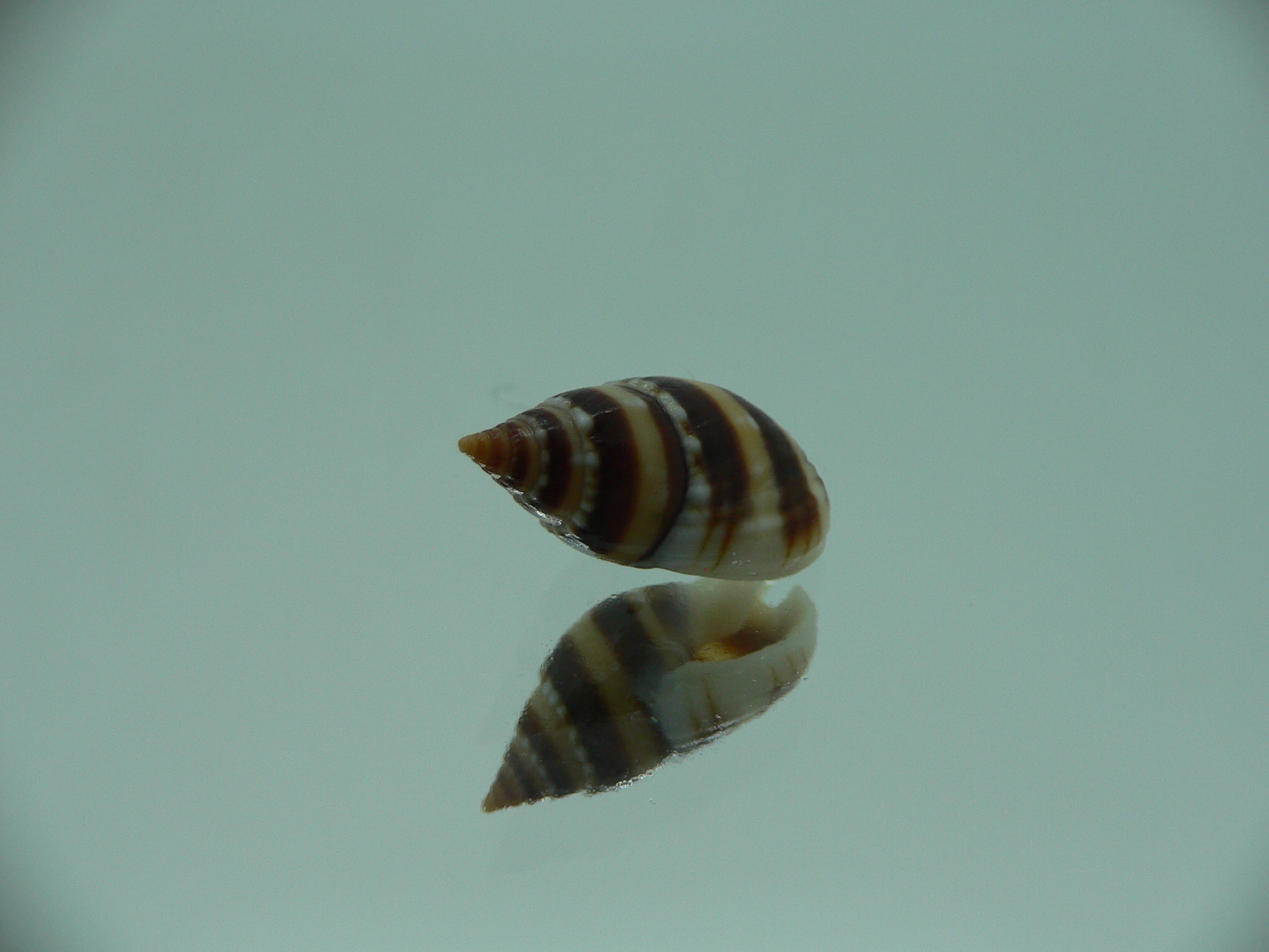 Nassarius reeveanus zonalis (var.)