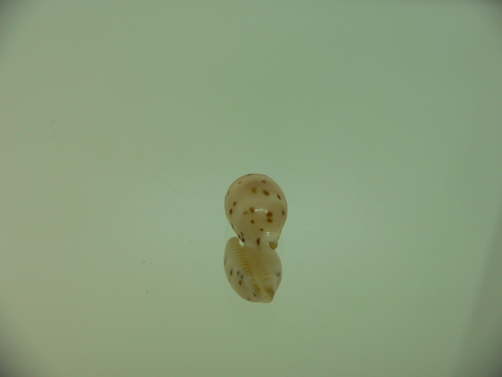 Cypraea punctata fusula (var.) INTERESTING & BIG