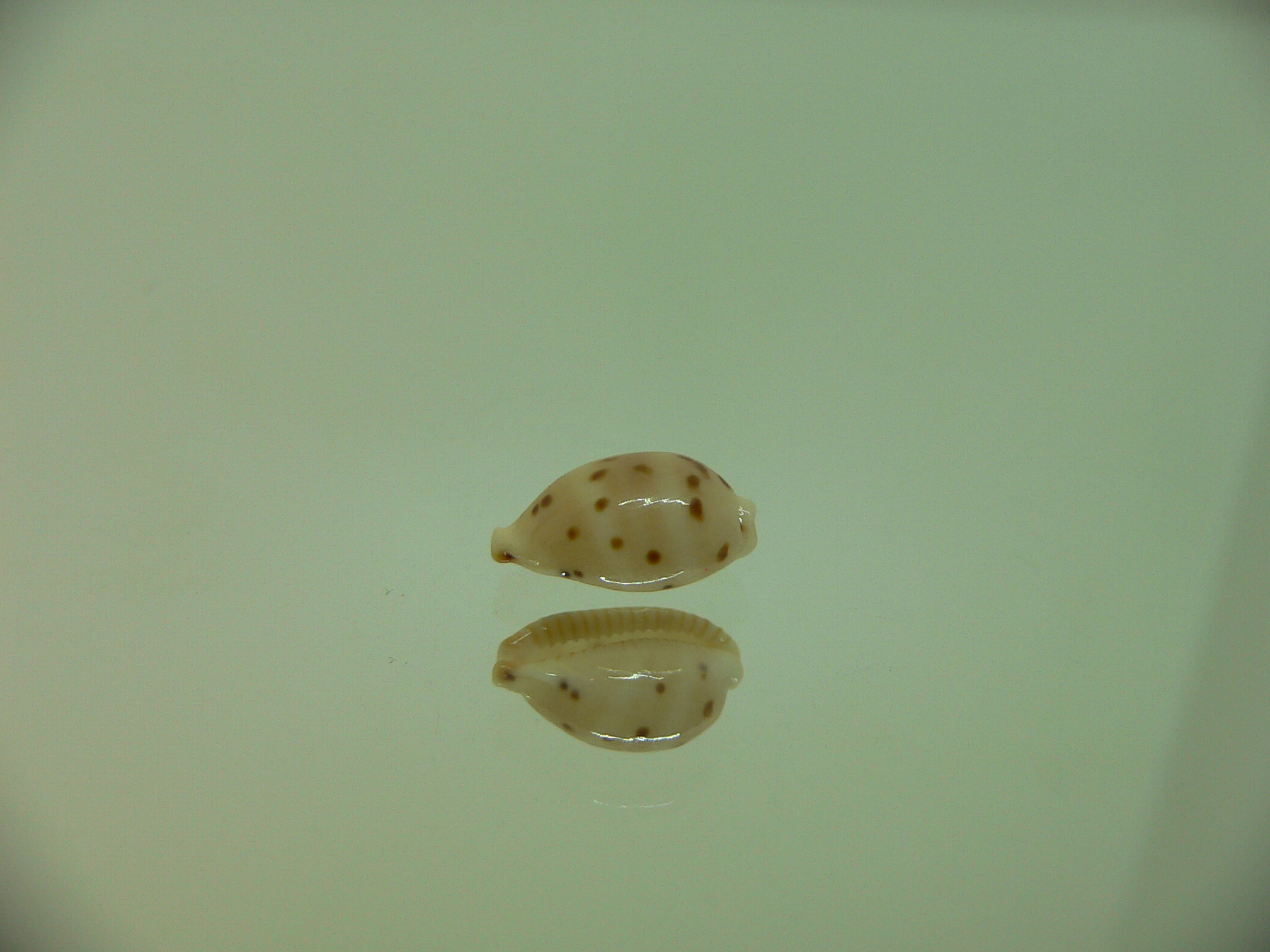 Cypraea punctata fusula (var.) INTERESTING & BIG