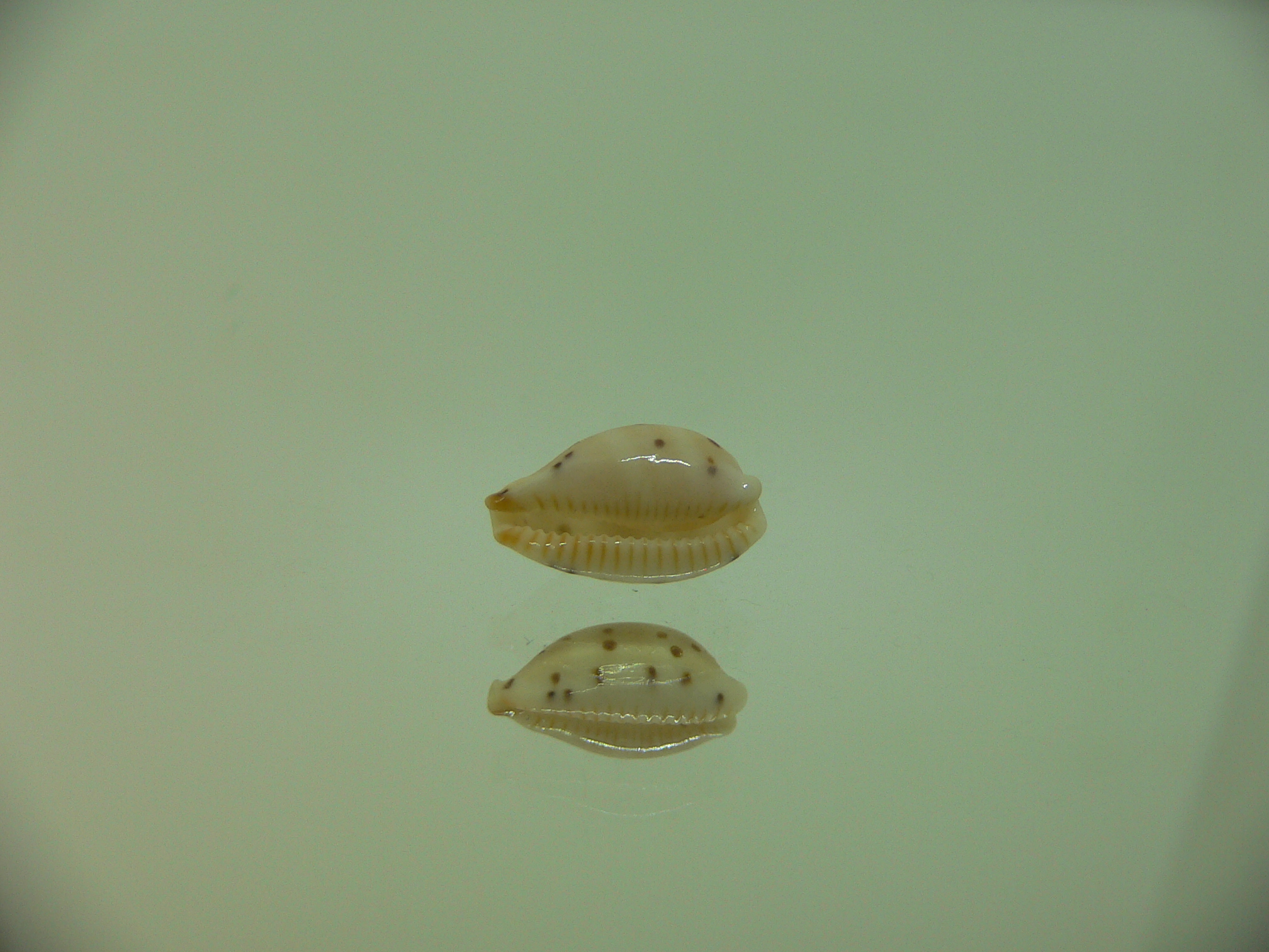 Cypraea punctata fusula (var.) INTERESTING & BIG