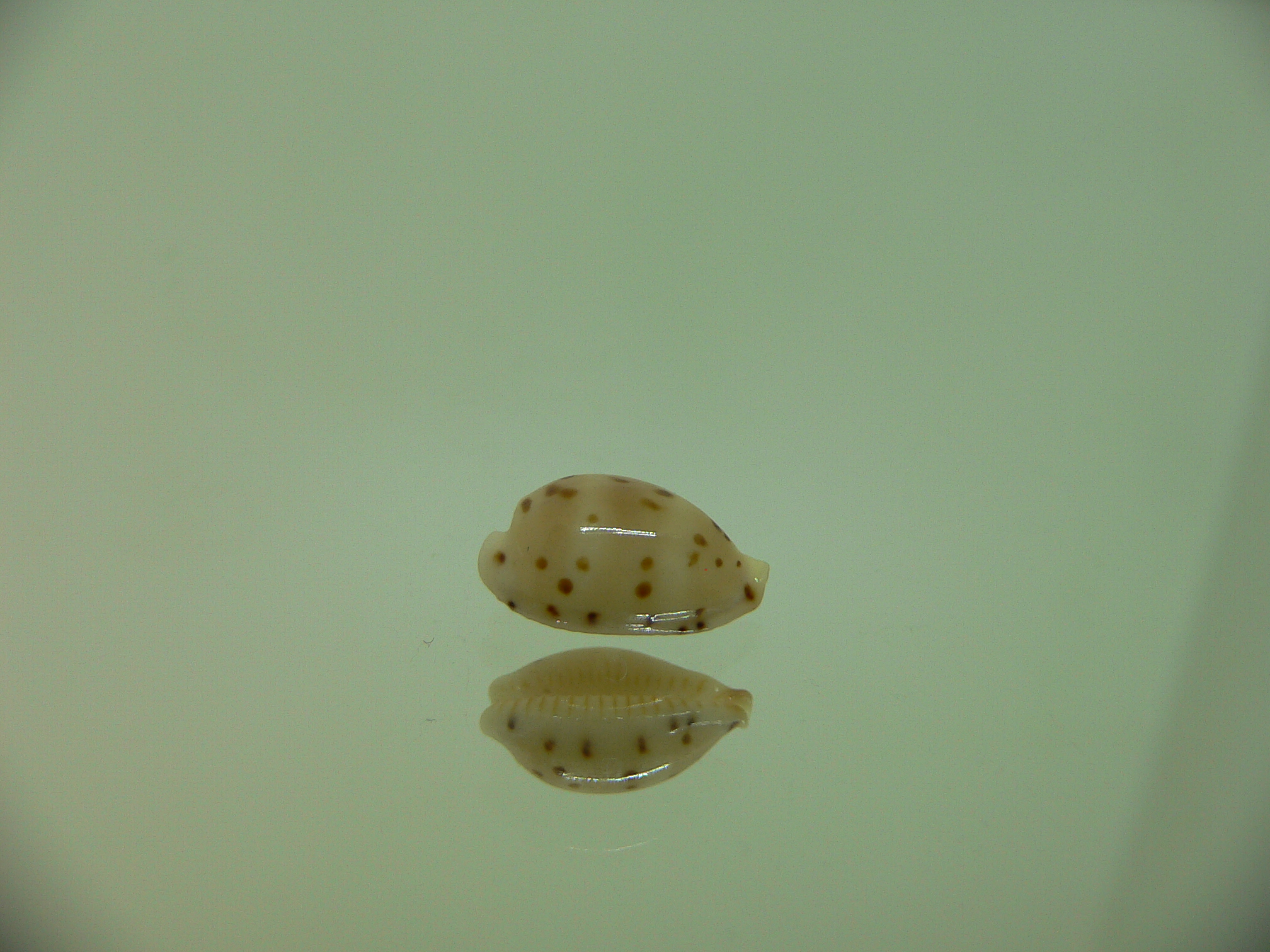 Cypraea punctata fusula (var.) INTERESTING & BIG