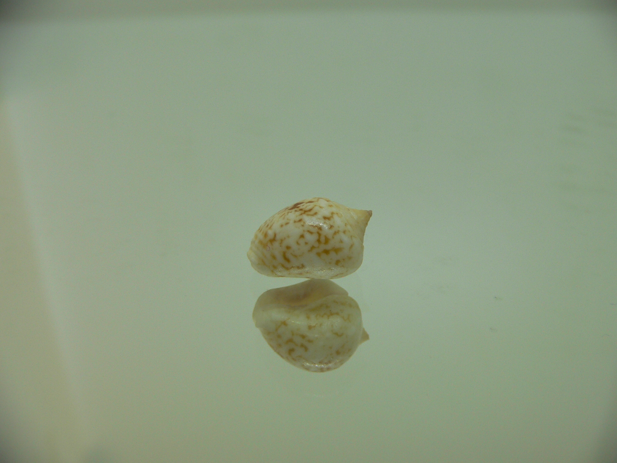 Euplica borealis BIG