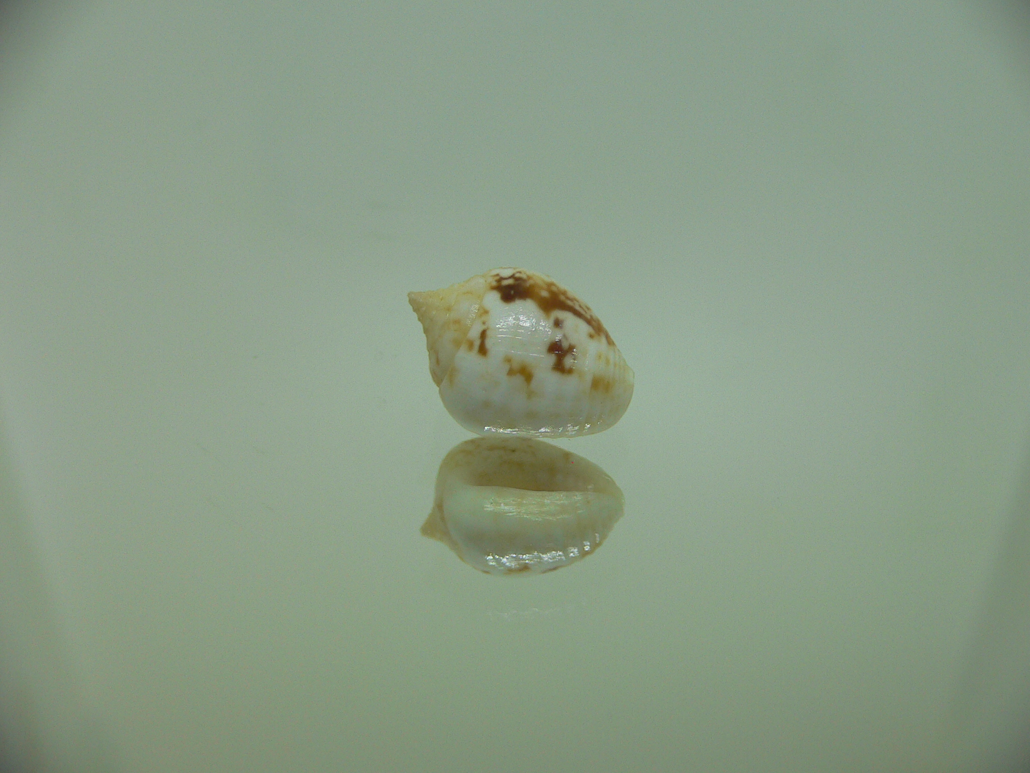 Euplica borealis BIG