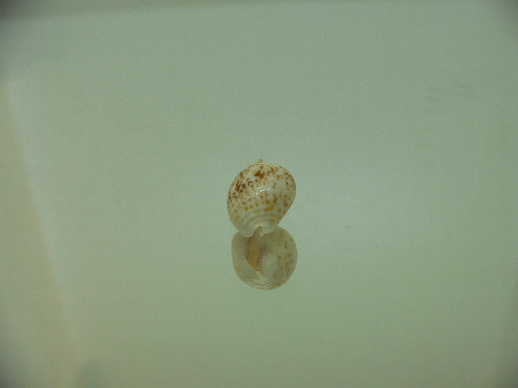 Euplica borealis BIG