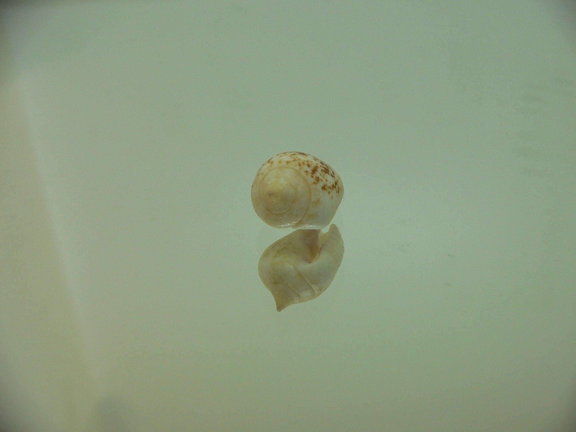 Euplica borealis BIG