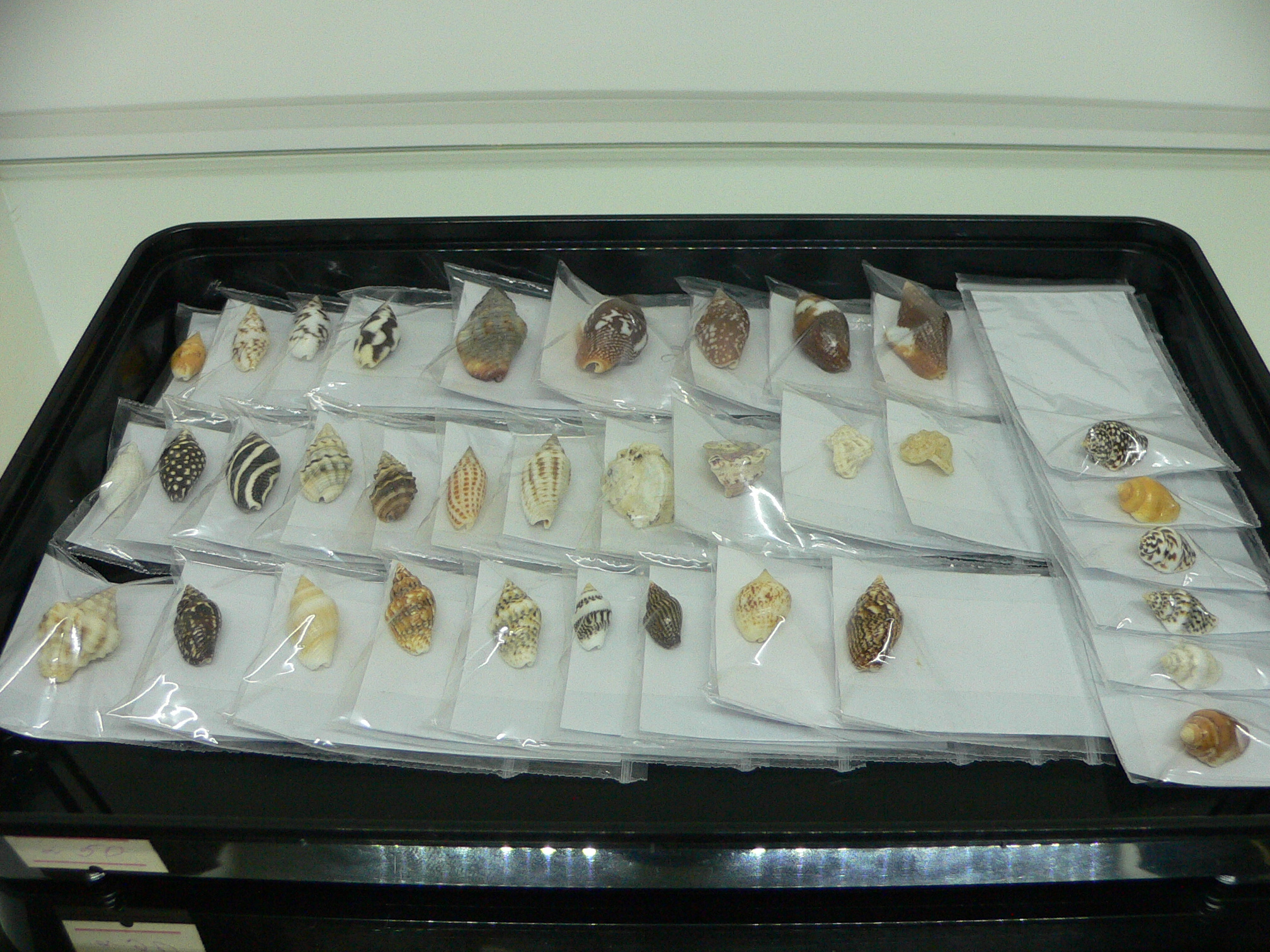 Euplica borealis BIG