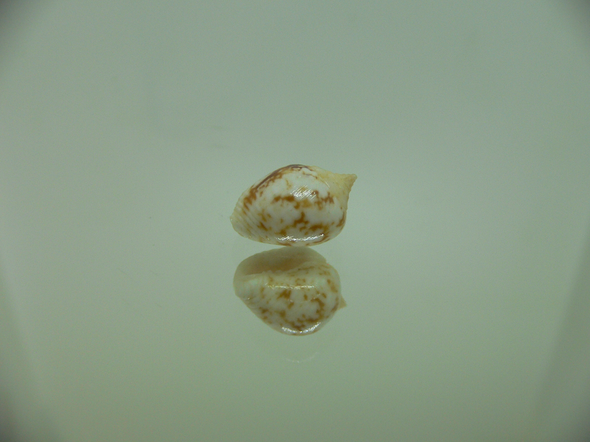 Euplica borealis BIG