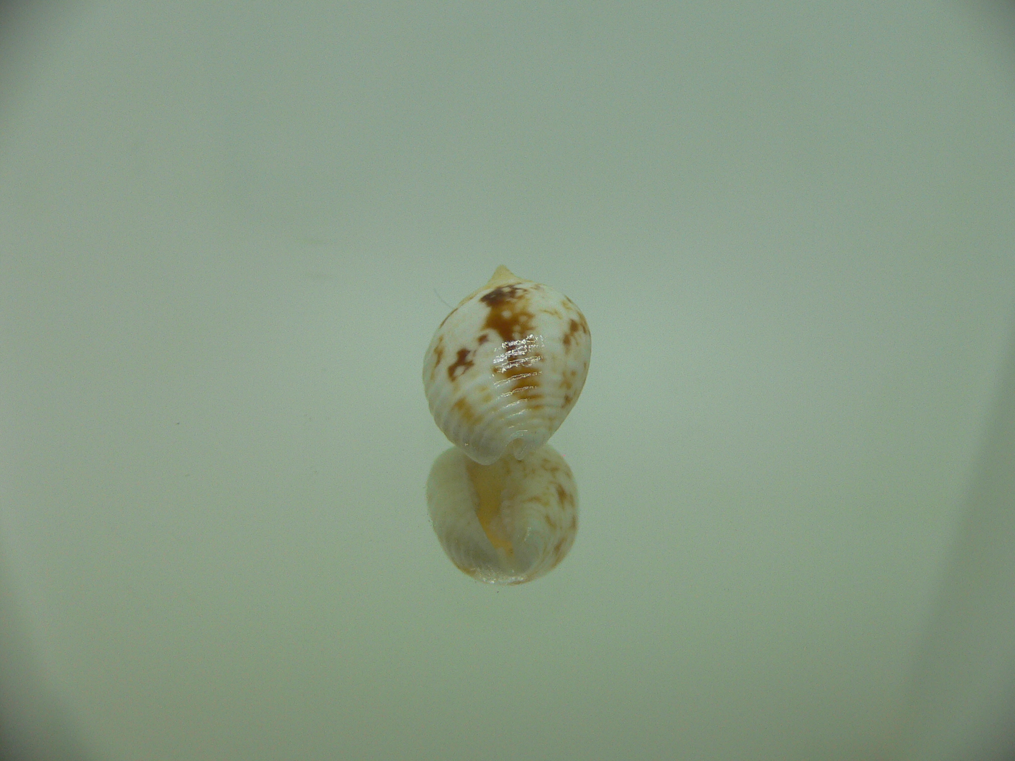 Euplica borealis BIG