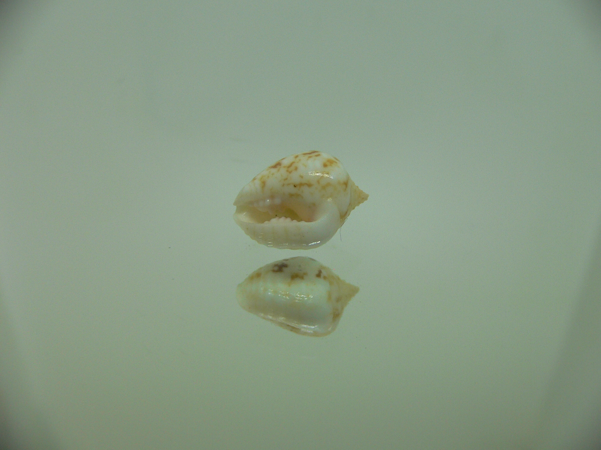 Euplica borealis BIG