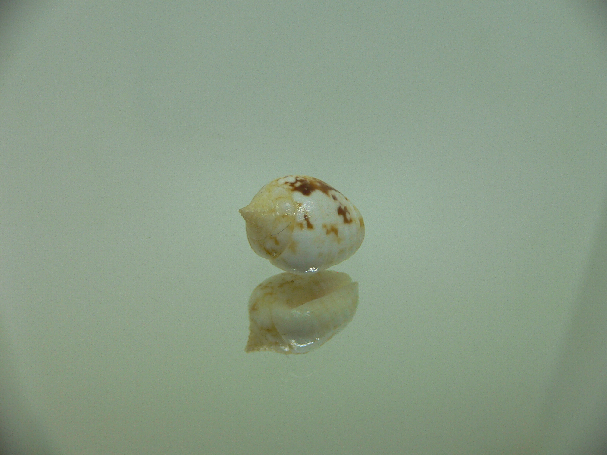 Euplica borealis BIG