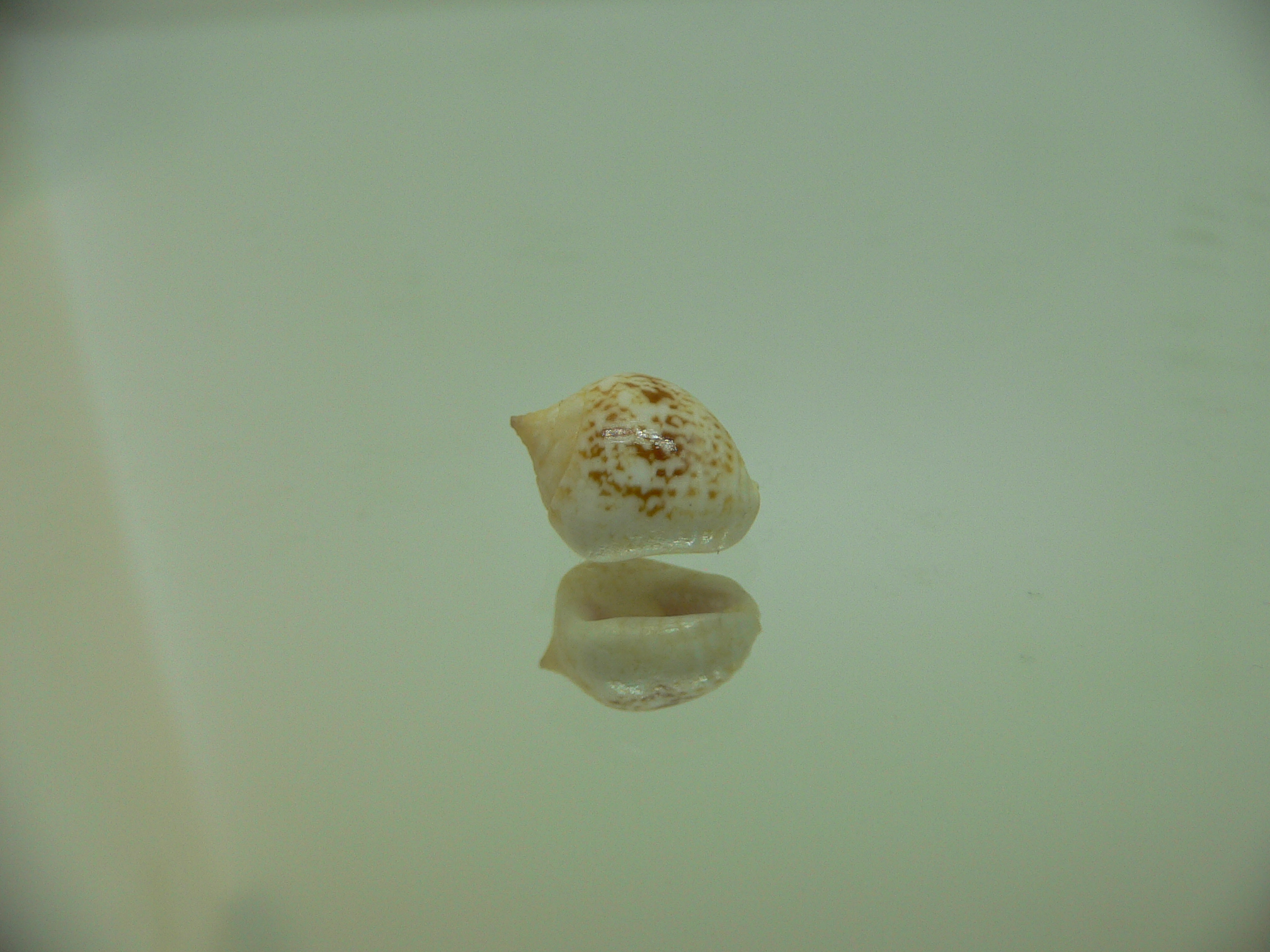 Euplica borealis BIG