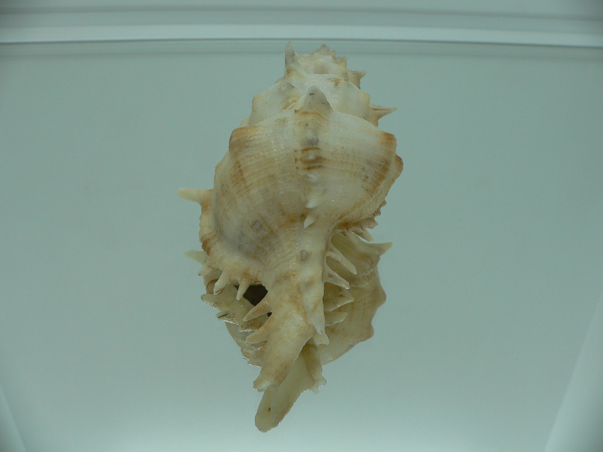 Siratus pliciferoides