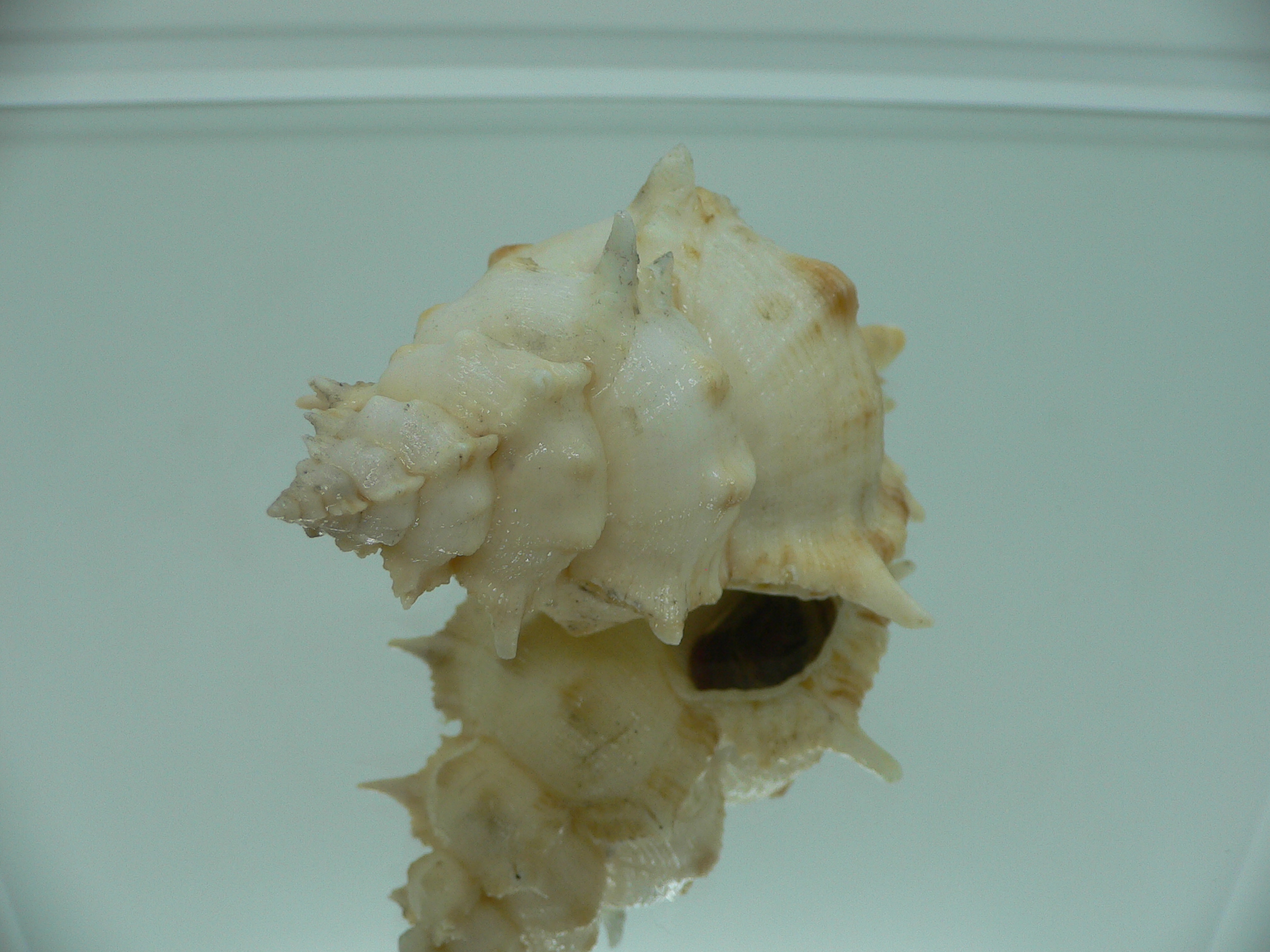 Siratus pliciferoides