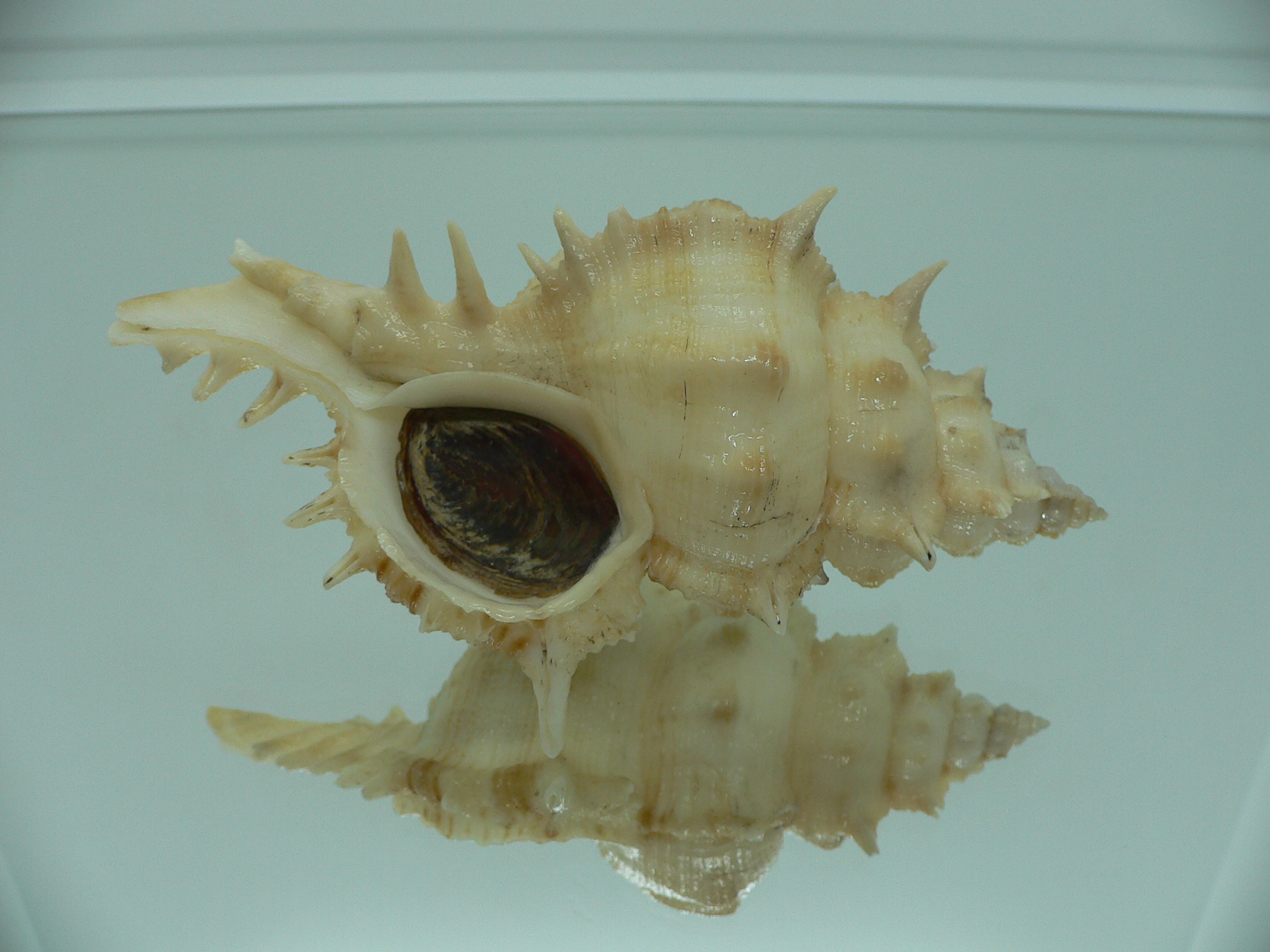 Siratus pliciferoides