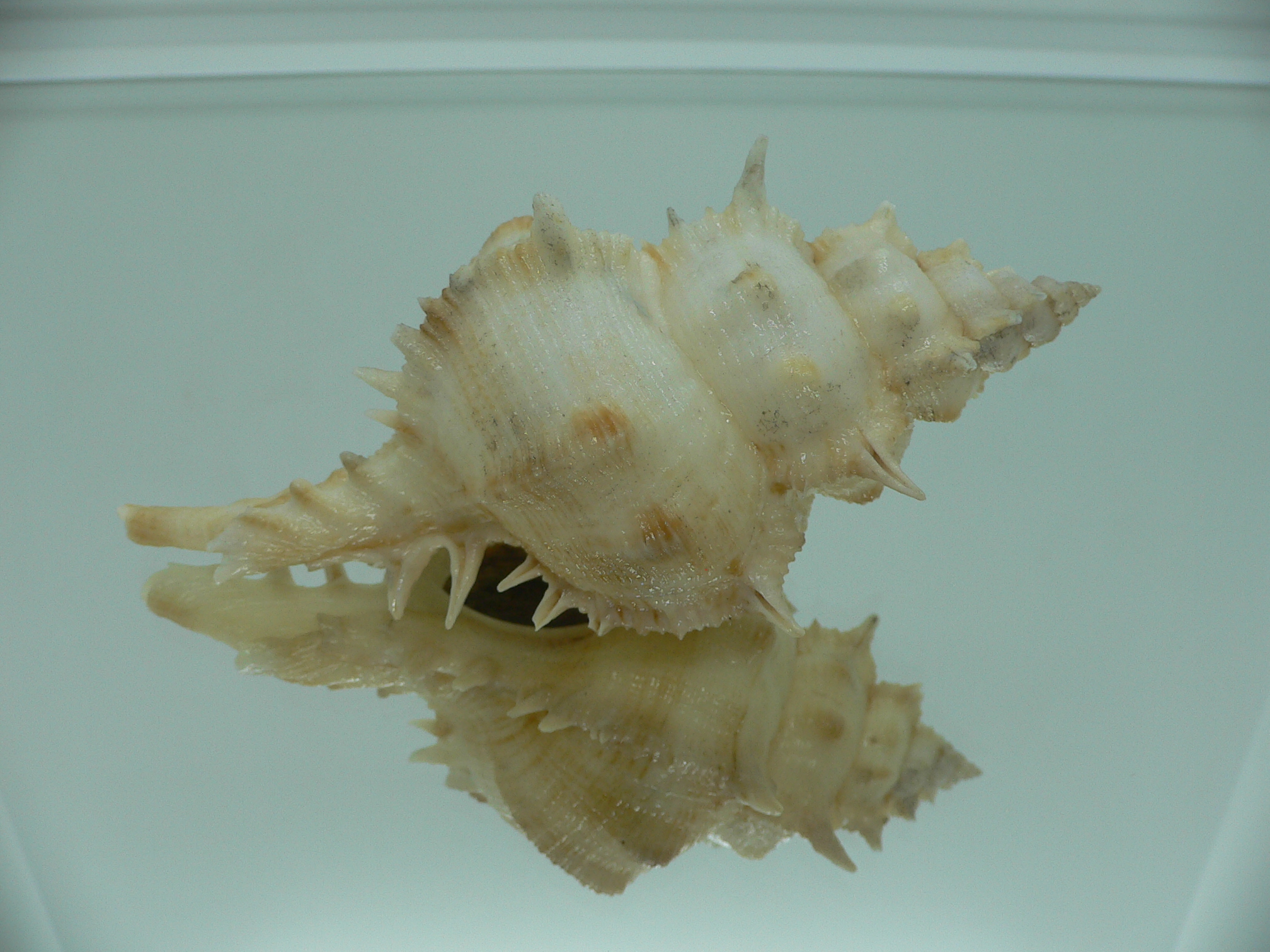 Siratus pliciferoides